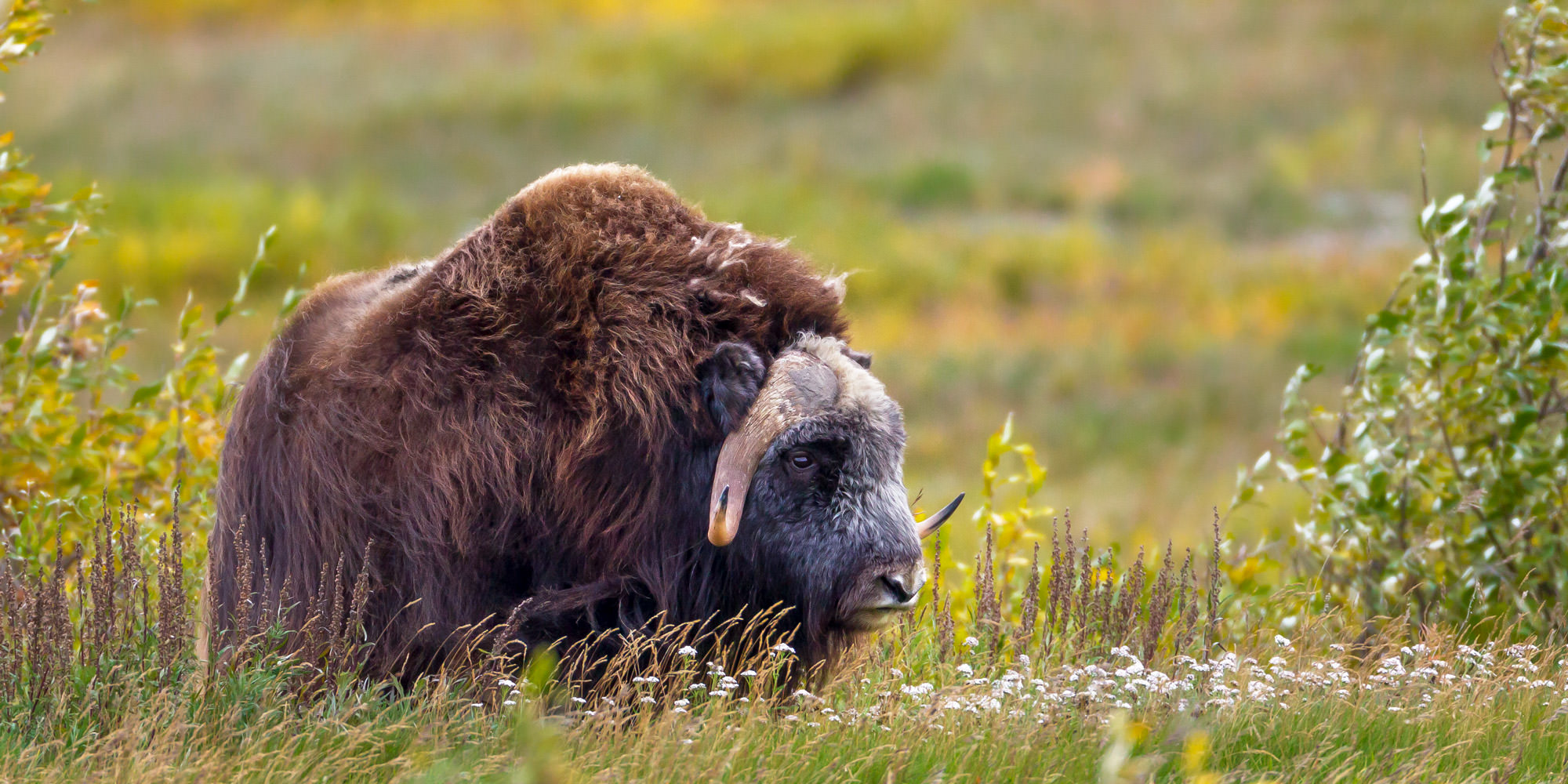 Musk Ox In Alaska Fine Art Wildlife Photo Print. Photo by Joseph C. Filer