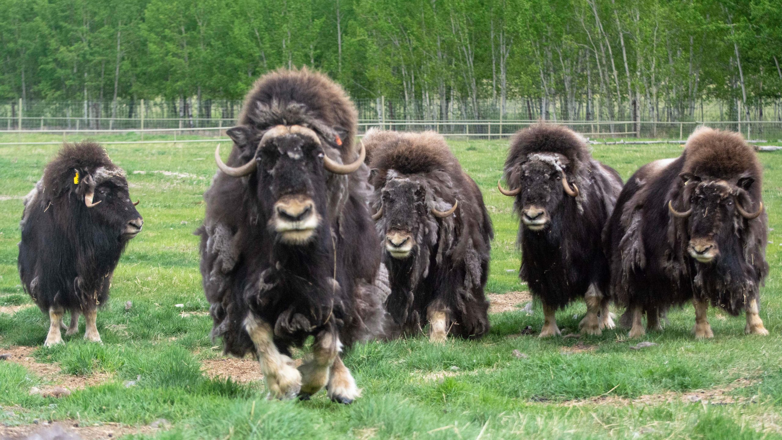 Muskox Get Shaggy Wildlife Preserve