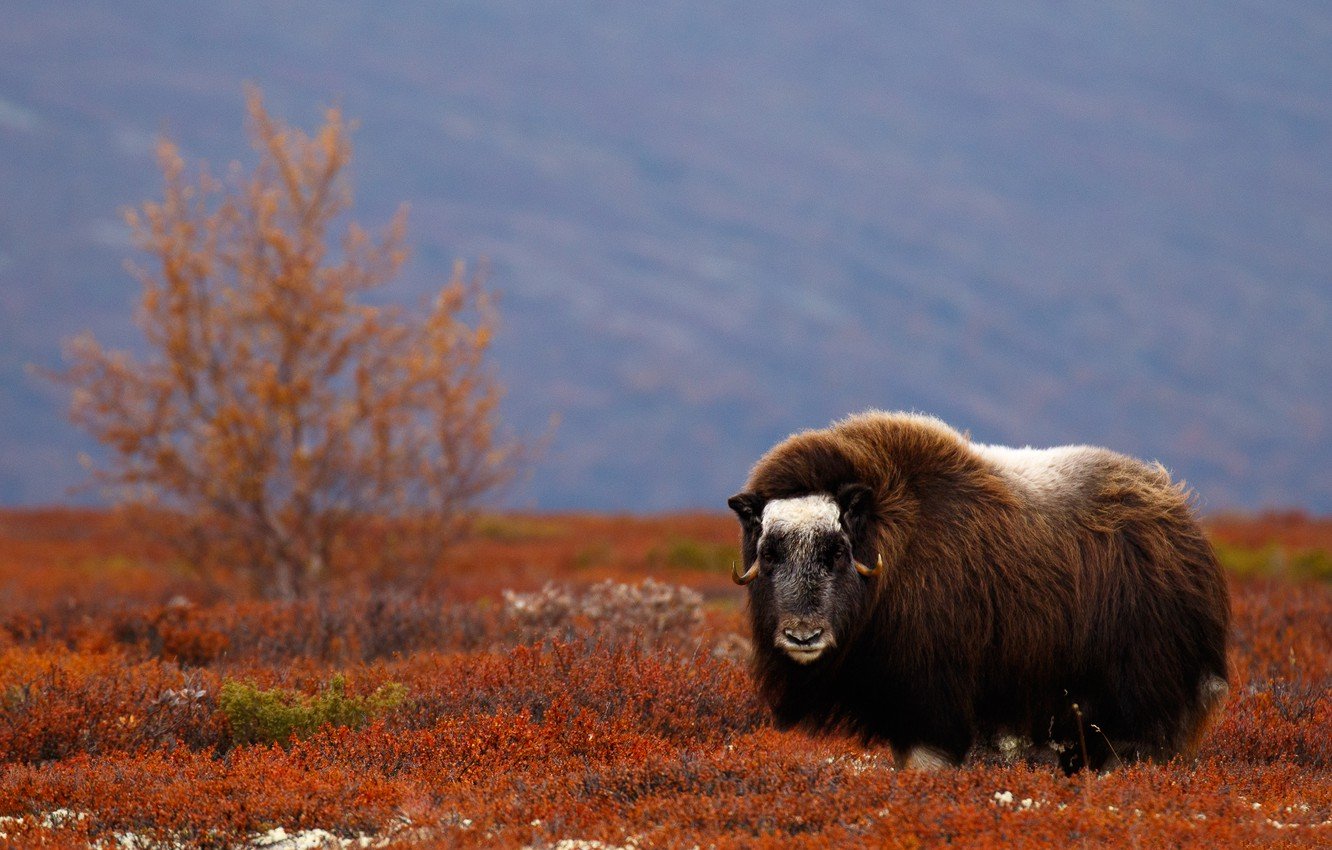 Musk Ox Wallpapers - Wallpaper Cave