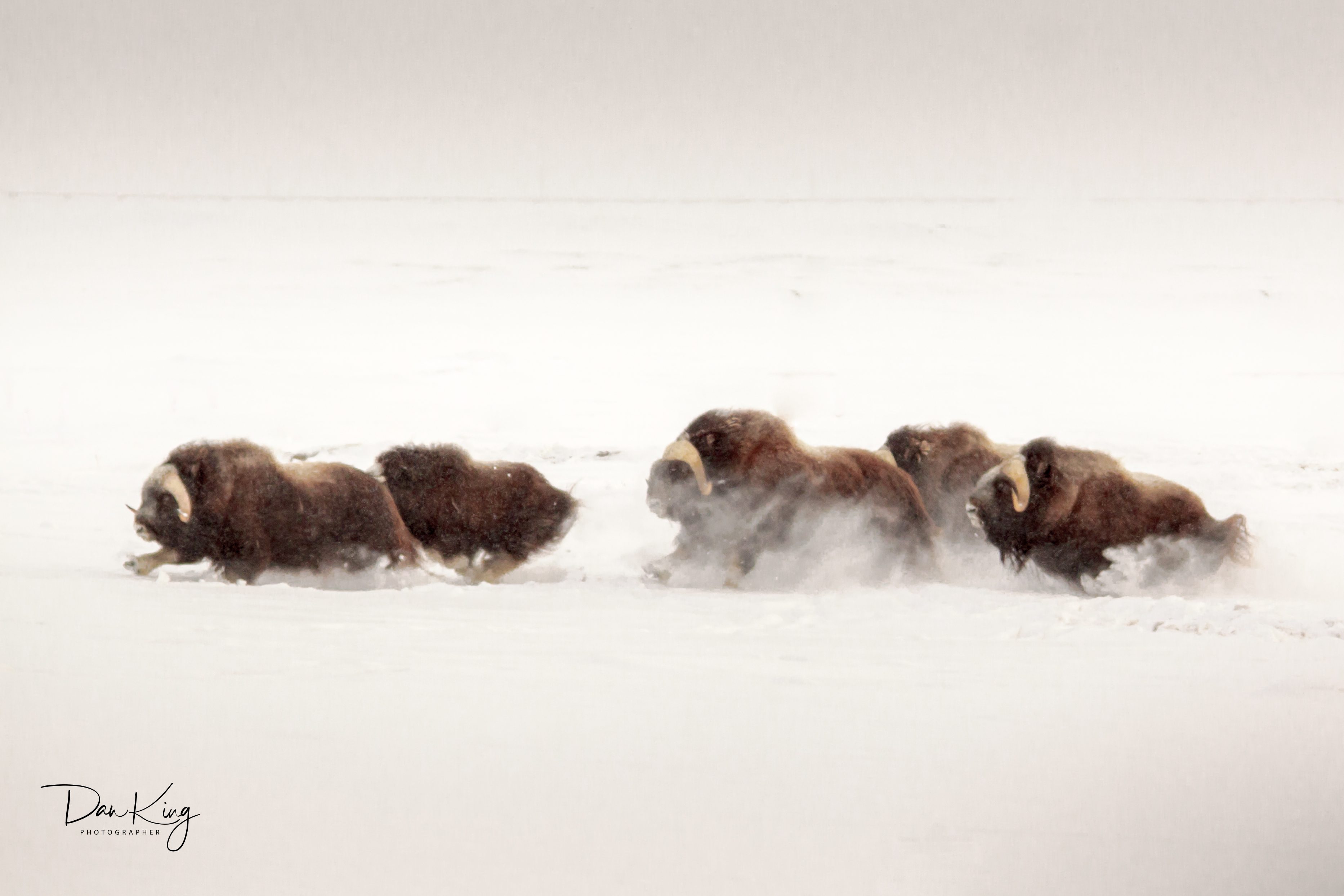 Musk Ox Express