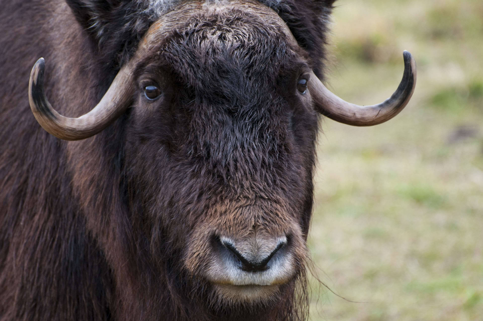 Download Cute Musk Ox Wallpaper