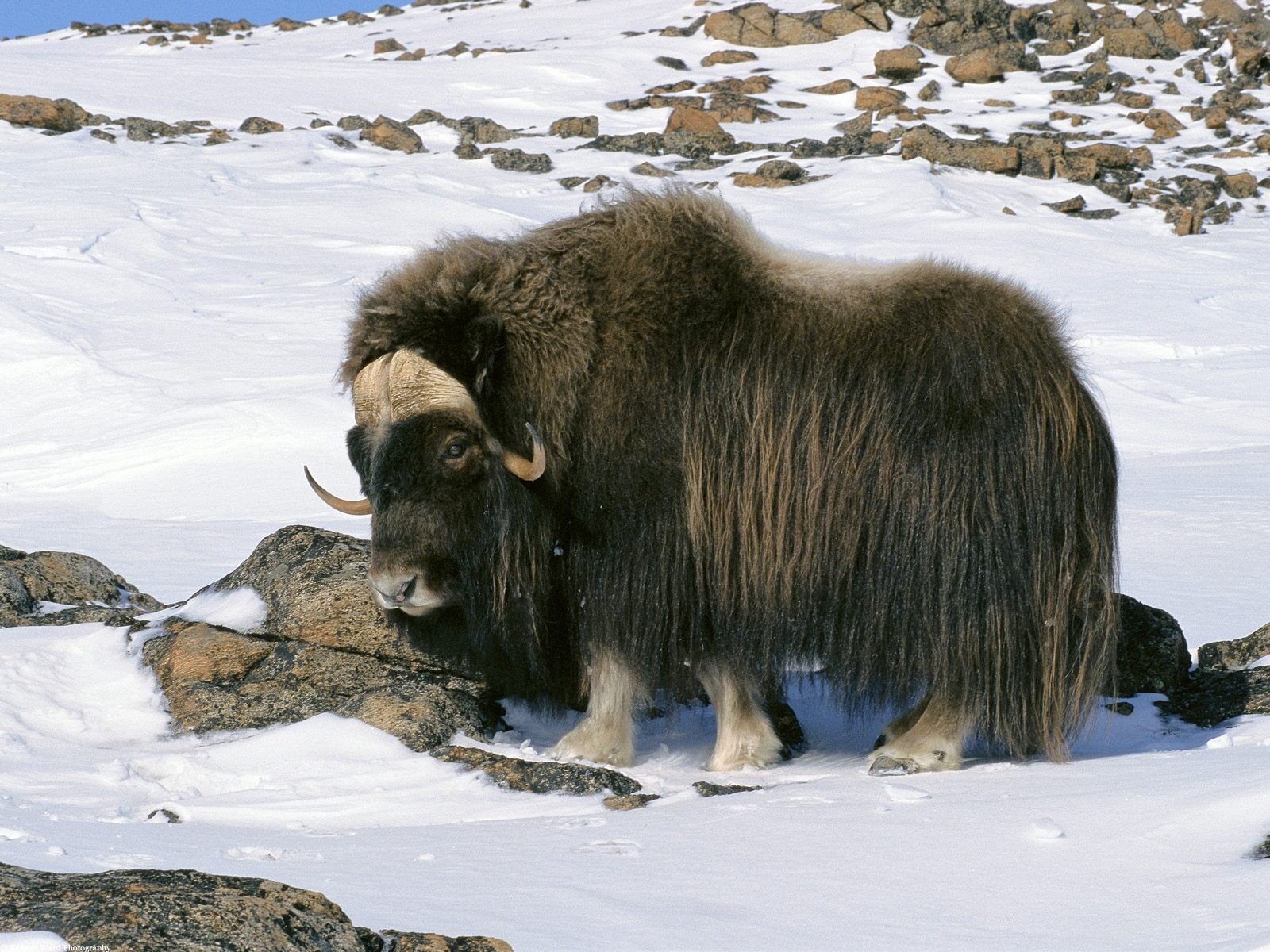 snow, Animals, Wildlife, Alaska, Arctic, National, Musk ox Wallpaper HD / Desktop and Mobile Background