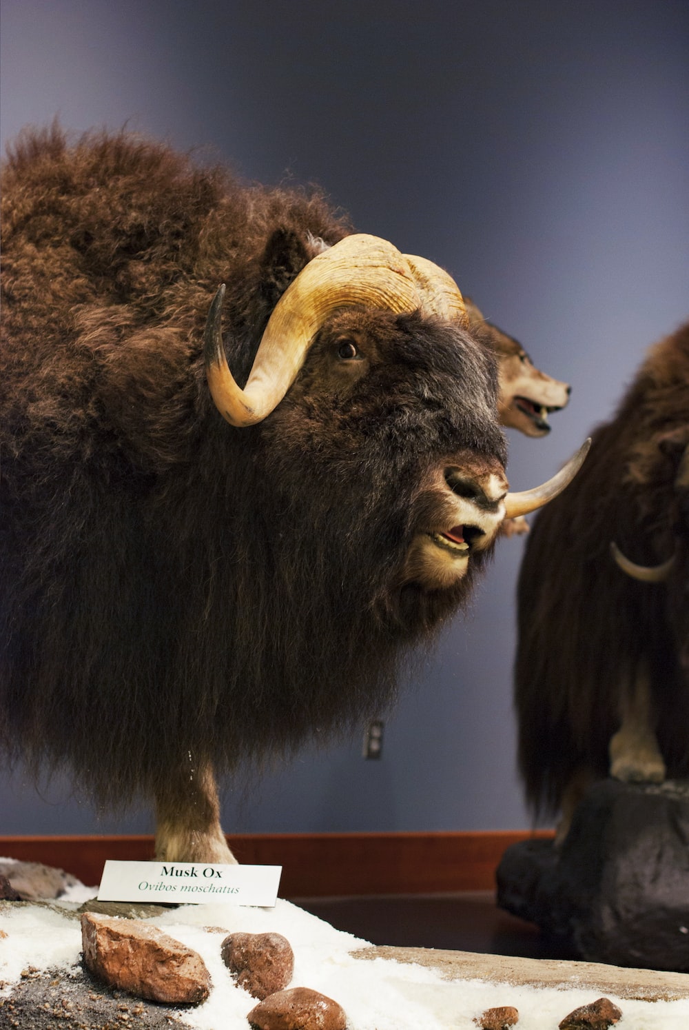 Musk Ox Picture. Download Free Image