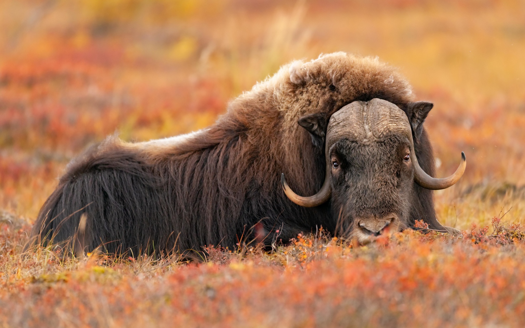 Musk Ox Wallpapers - Wallpaper Cave