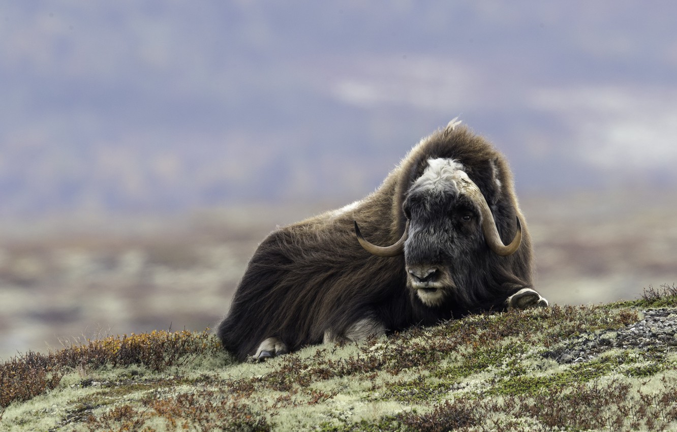 Wallpaper face, wool, horns, musk ox, musk ox image for desktop, section животные