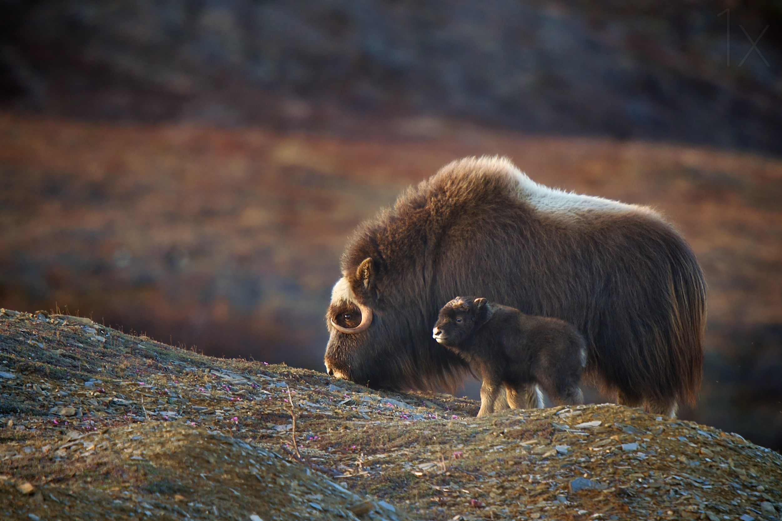 Musk Ox Wallpapers - Wallpaper Cave