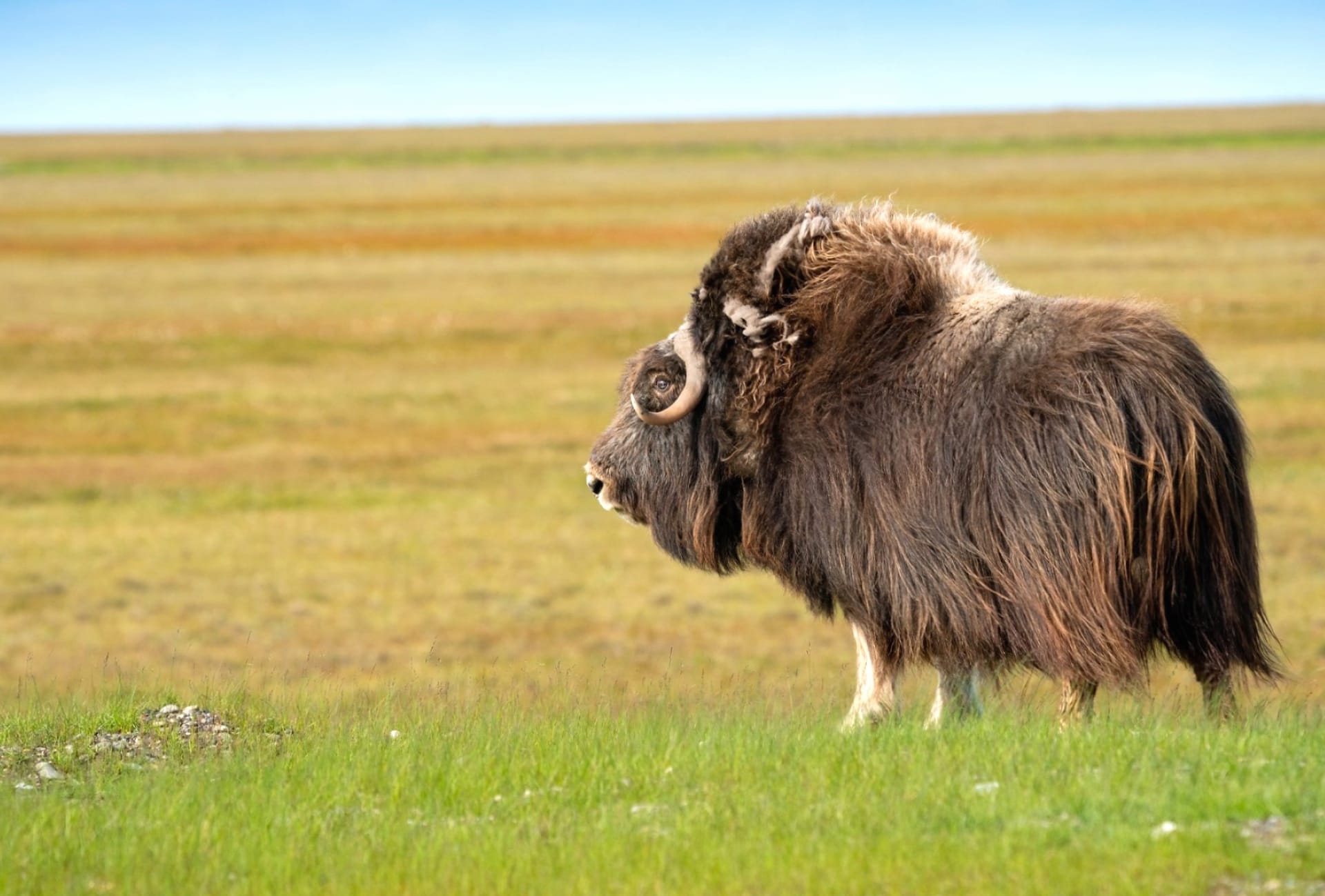 Musk Ox Wallpapers - Wallpaper Cave