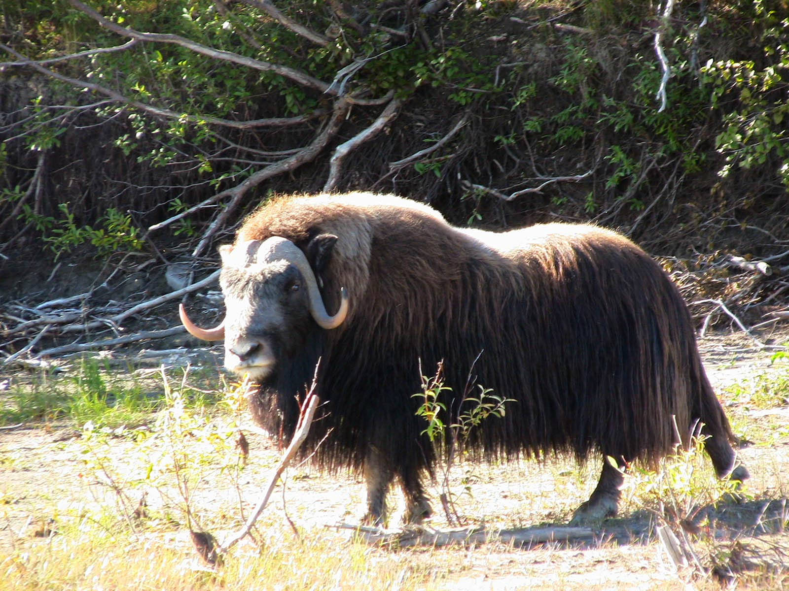 Download Musk Ox In Forest Wallpaper