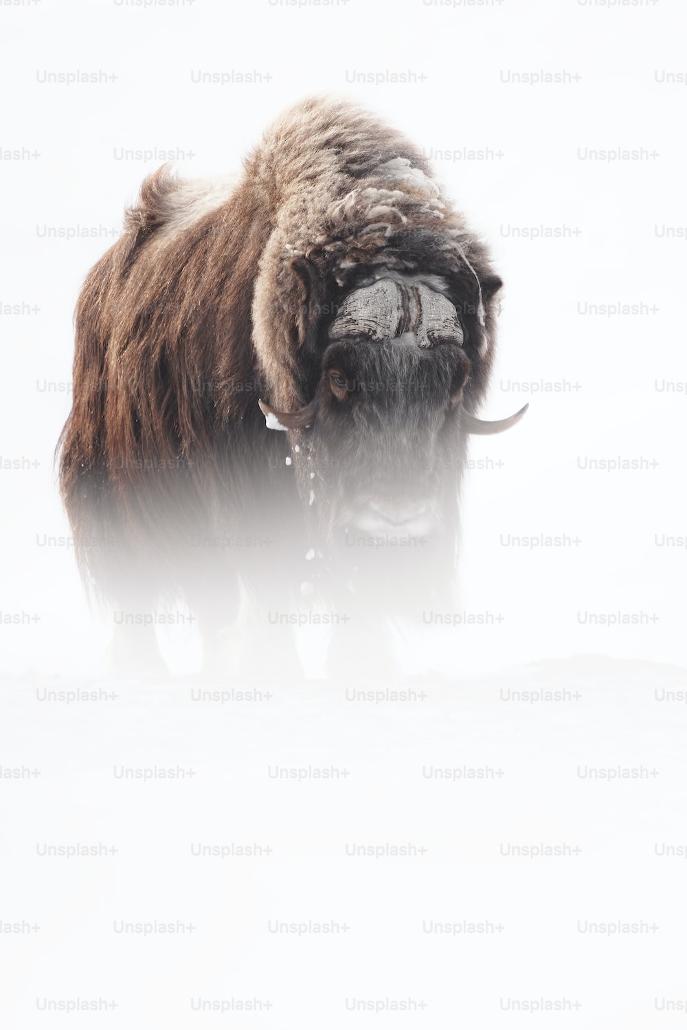 Musk Ox Wallpapers - Wallpaper Cave