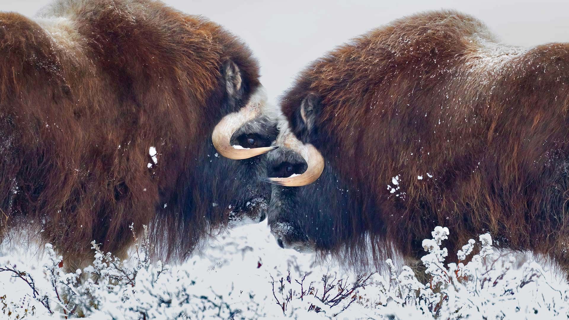 Musk Ox Wallpapers Wallpaper Cave