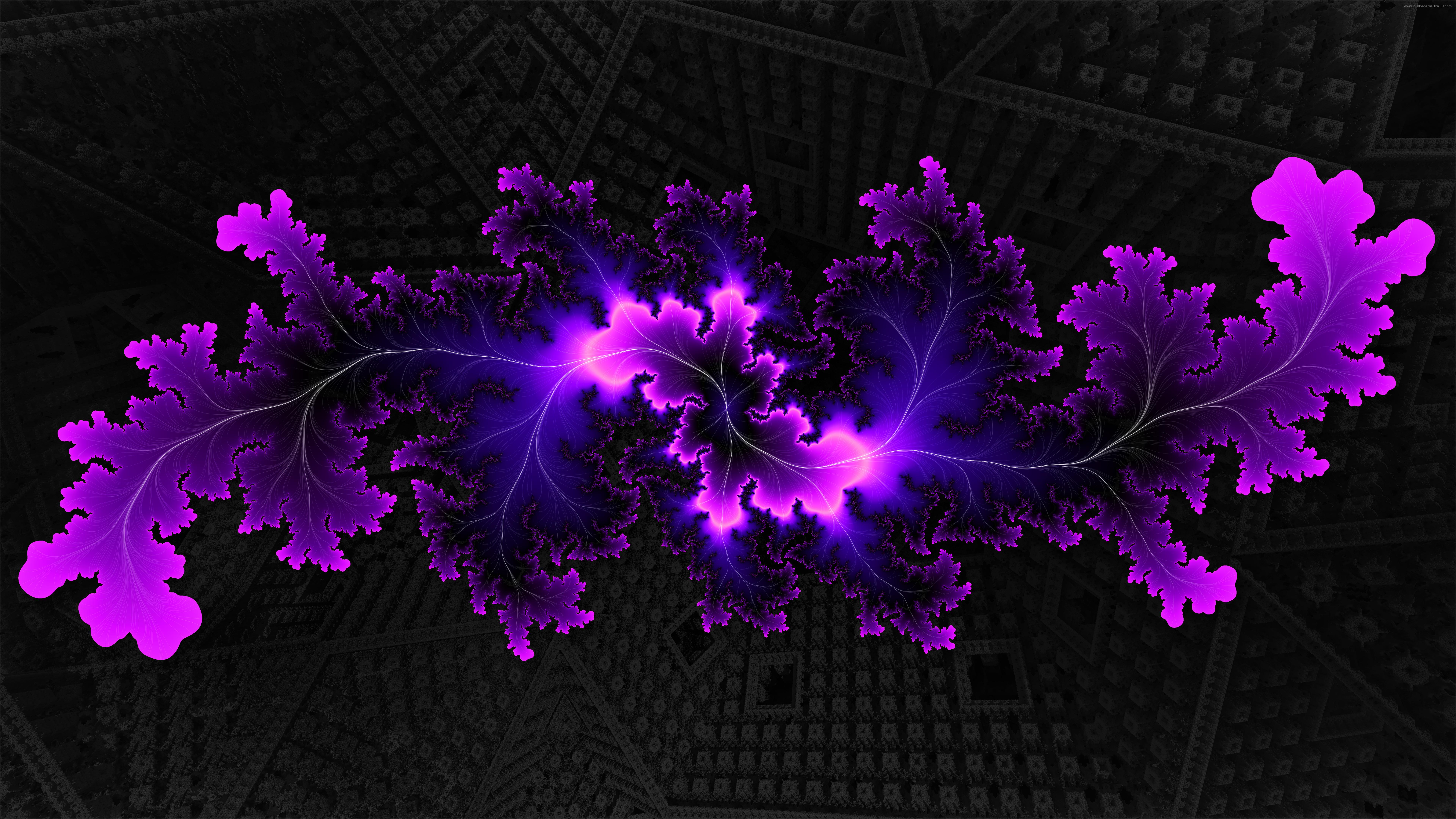 Wallpaper Purple Flower Petals on Black and White Textile, Background Free Image