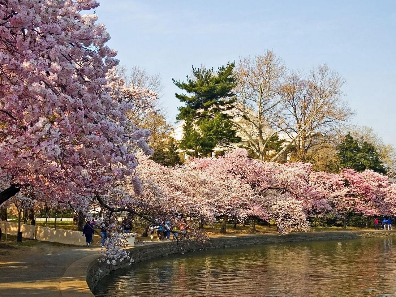 Park Trees Spring Wallpapers - Wallpaper Cave