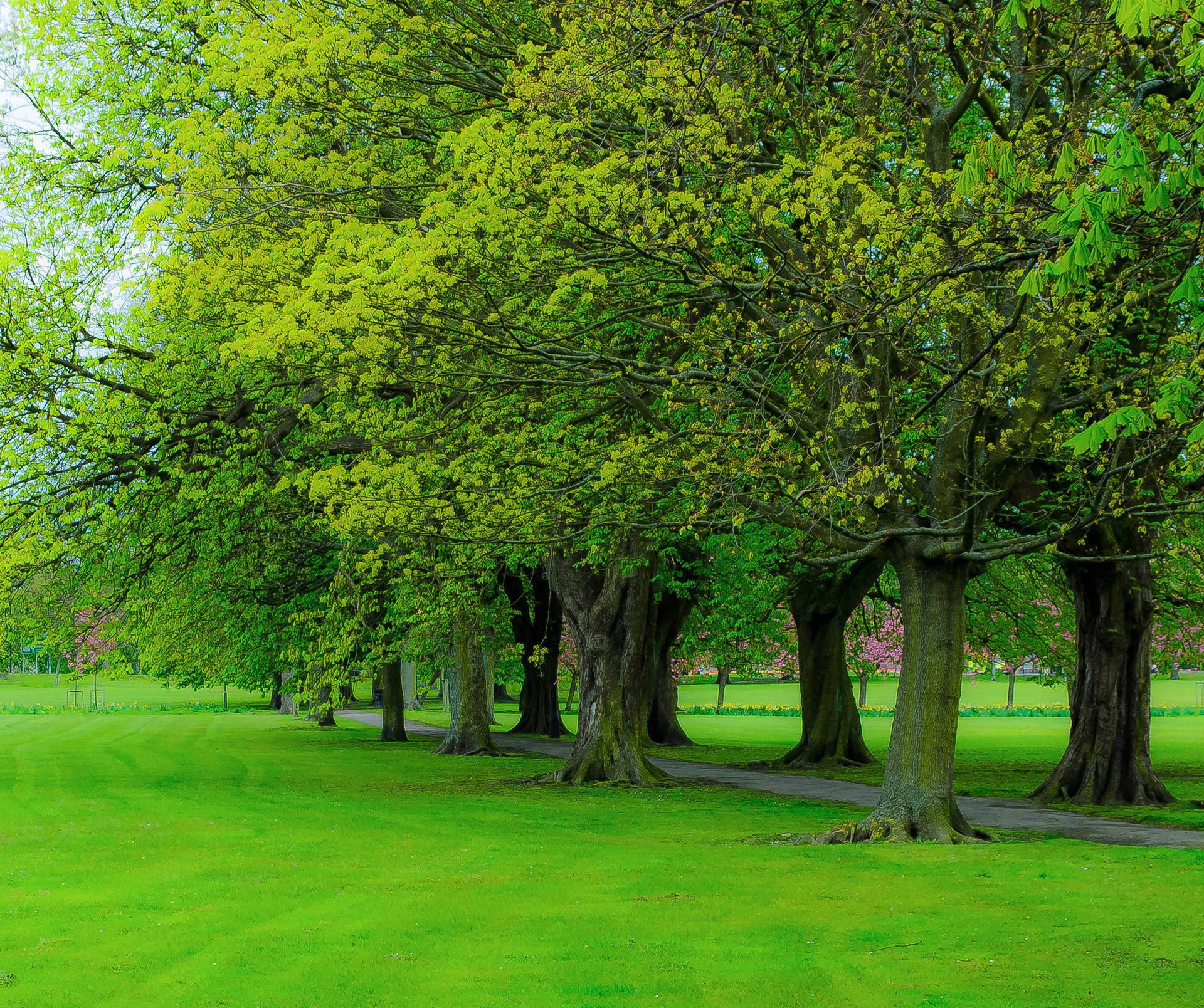 Park Trees Spring Wallpapers - Wallpaper Cave