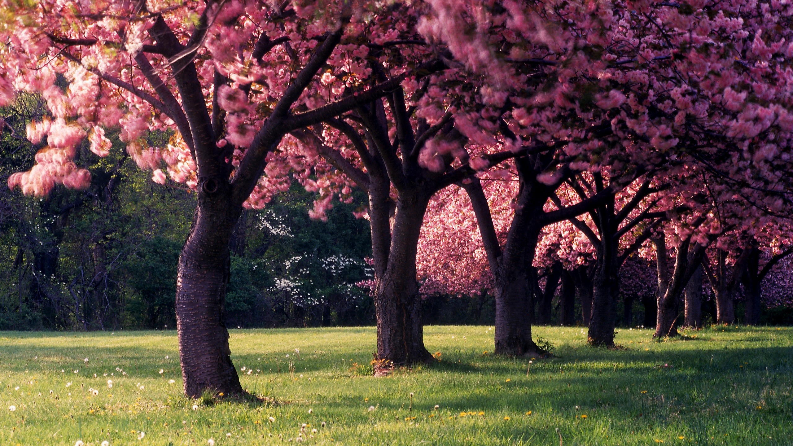 Pink Trees in Spring