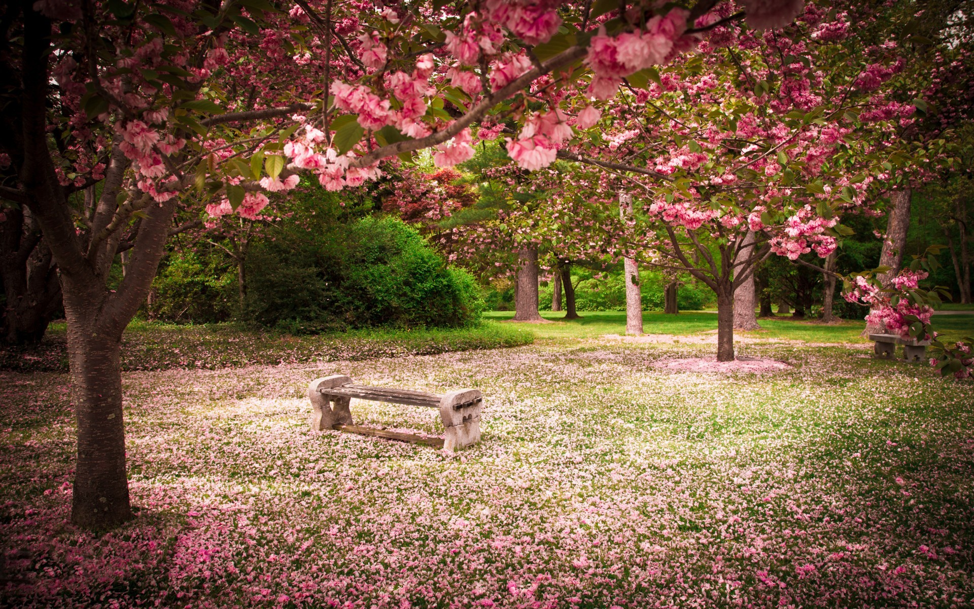 Wallpaper, trees, garden, park, bench, cherry blossom, spring, tree, autumn, leaf, flower, season, flora, woodland, botany, woody plant, shrub 1920x1200