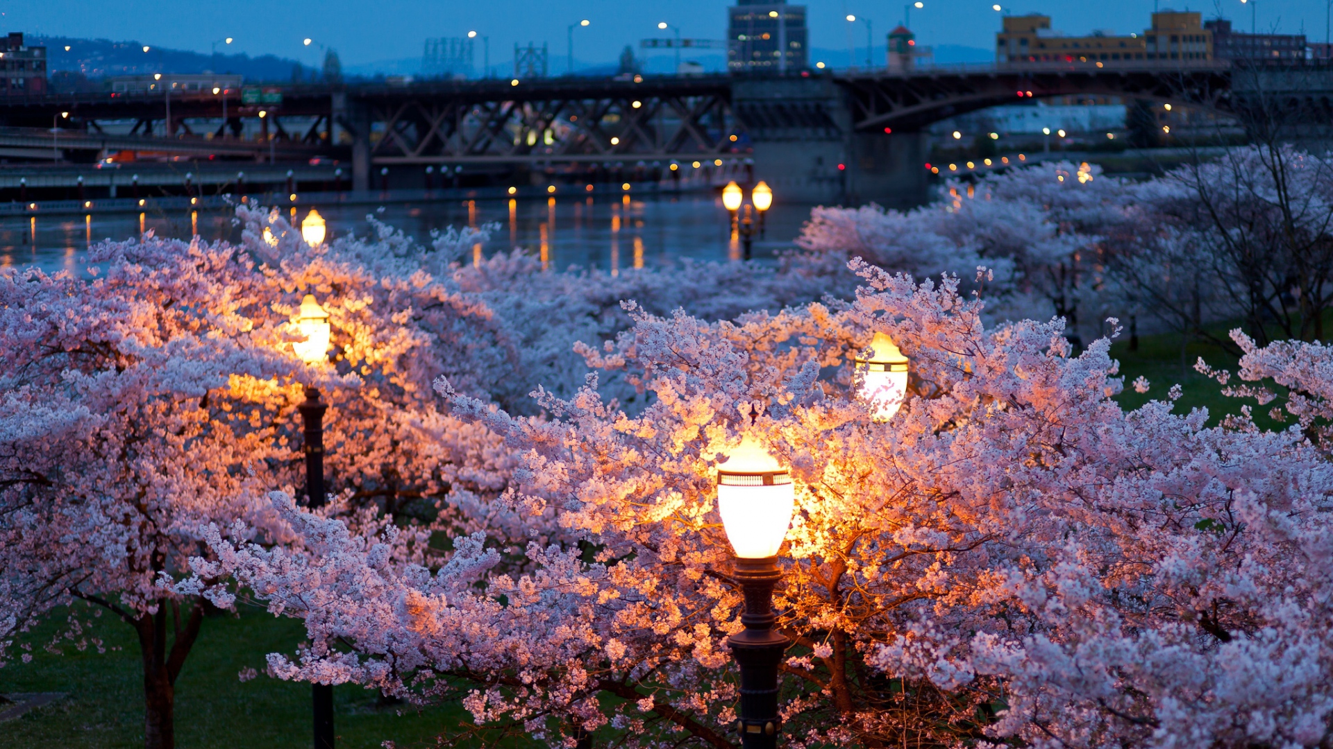 Wallpaper city, ??spring, night, evening, lights, bridges, river, park, trees, flower, color