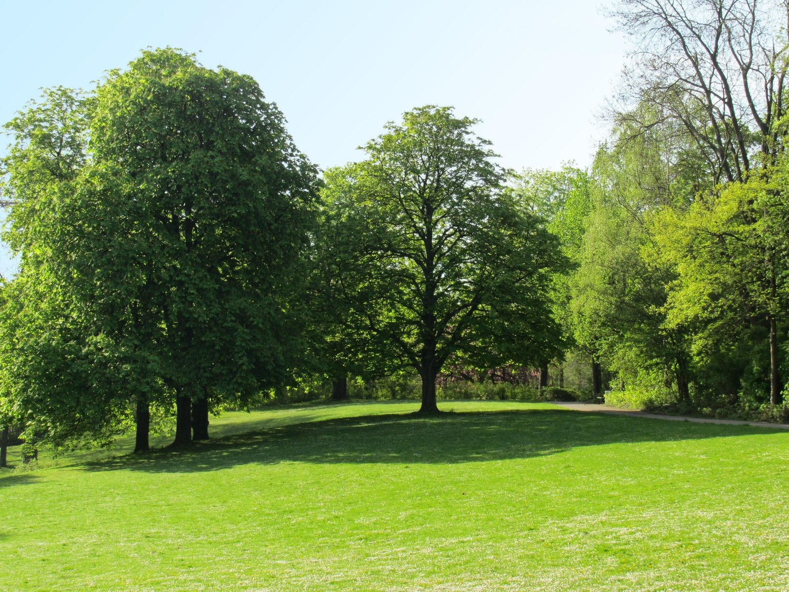 park trees at spring Free Photo Download