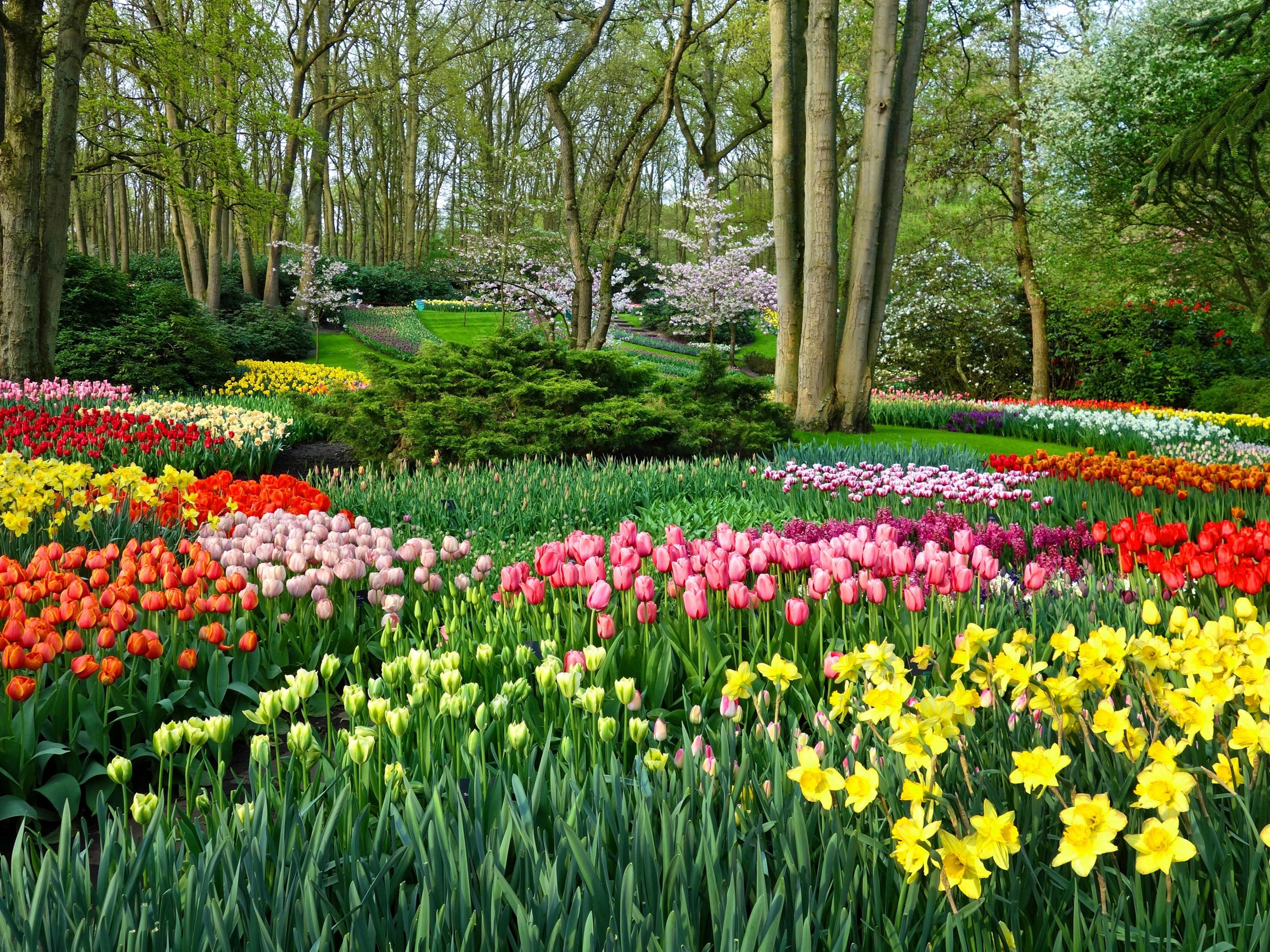 Wallpaper Park, many tulips, trees, spring 5120x2880 UHD 5K Picture, Image