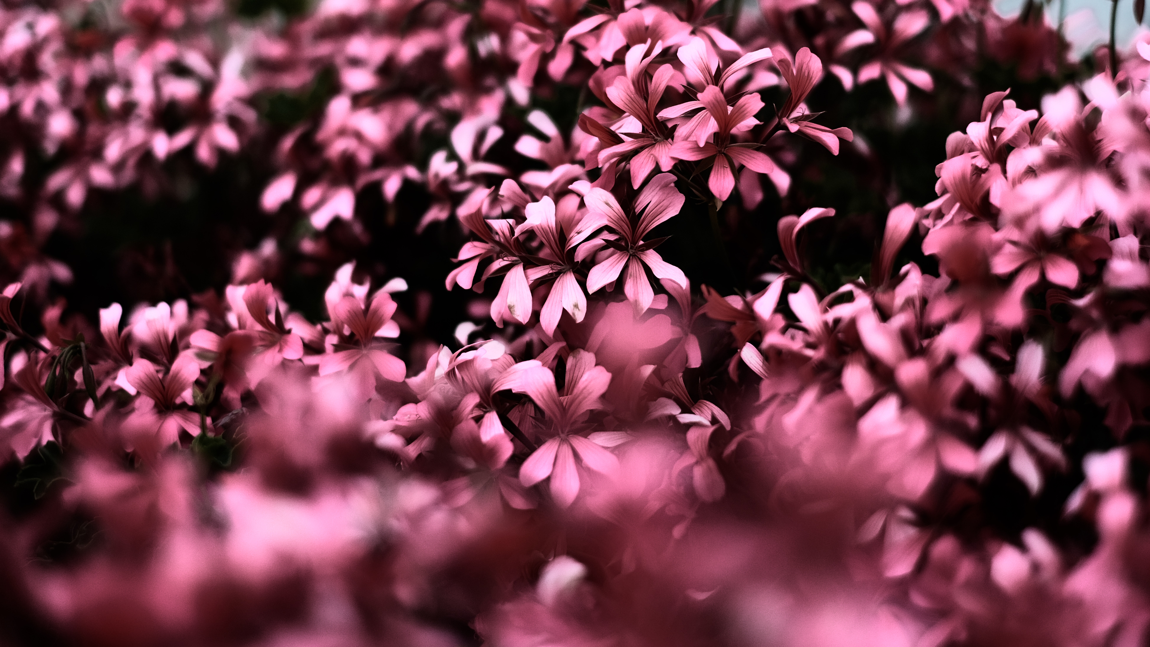 Wallpaper Pink Flowers in Tilt Shift Lens, Background Free Image