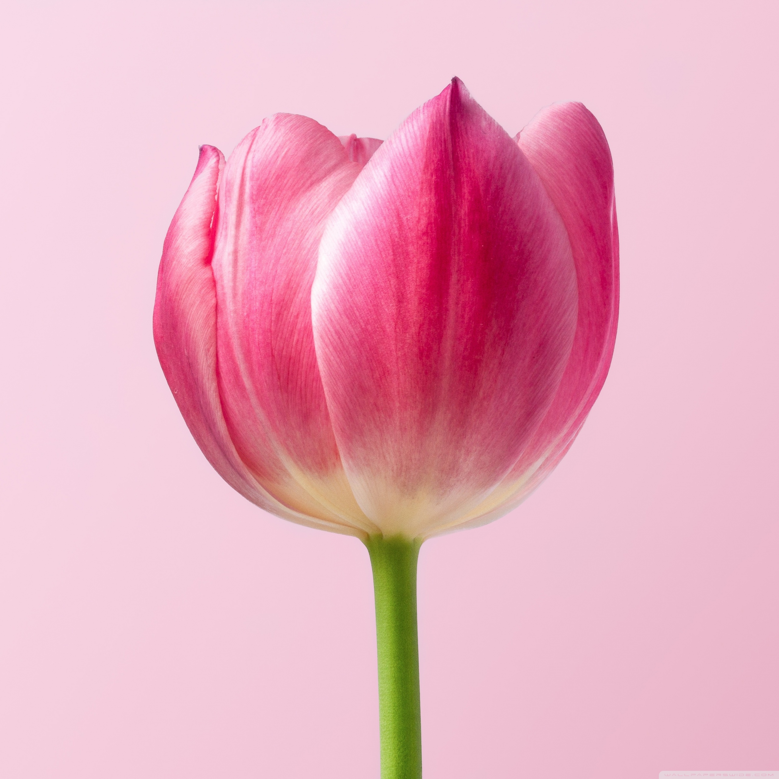 Single Pink Tulip Spring Flower, Pink Background Ultra HD Desktop Background Wallpaper for 4K UHD TV, Widescreen & UltraWide Desktop & Laptop, Multi Display, Dual Monitor, Tablet