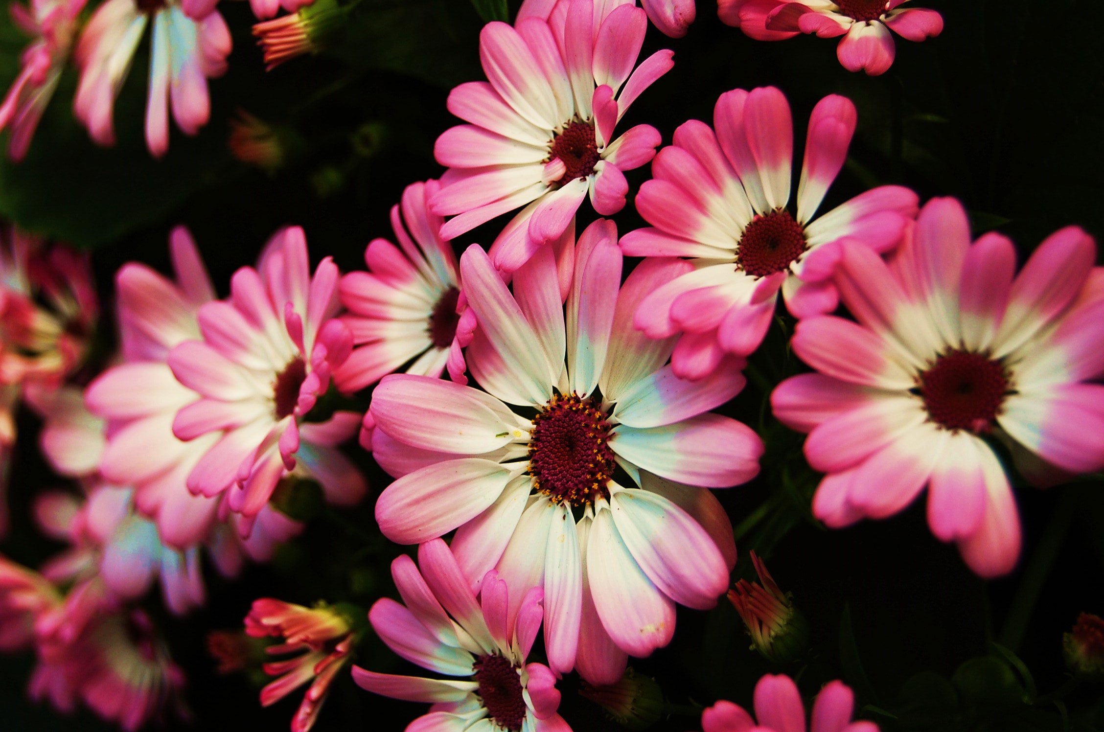 Pink and White Flowers