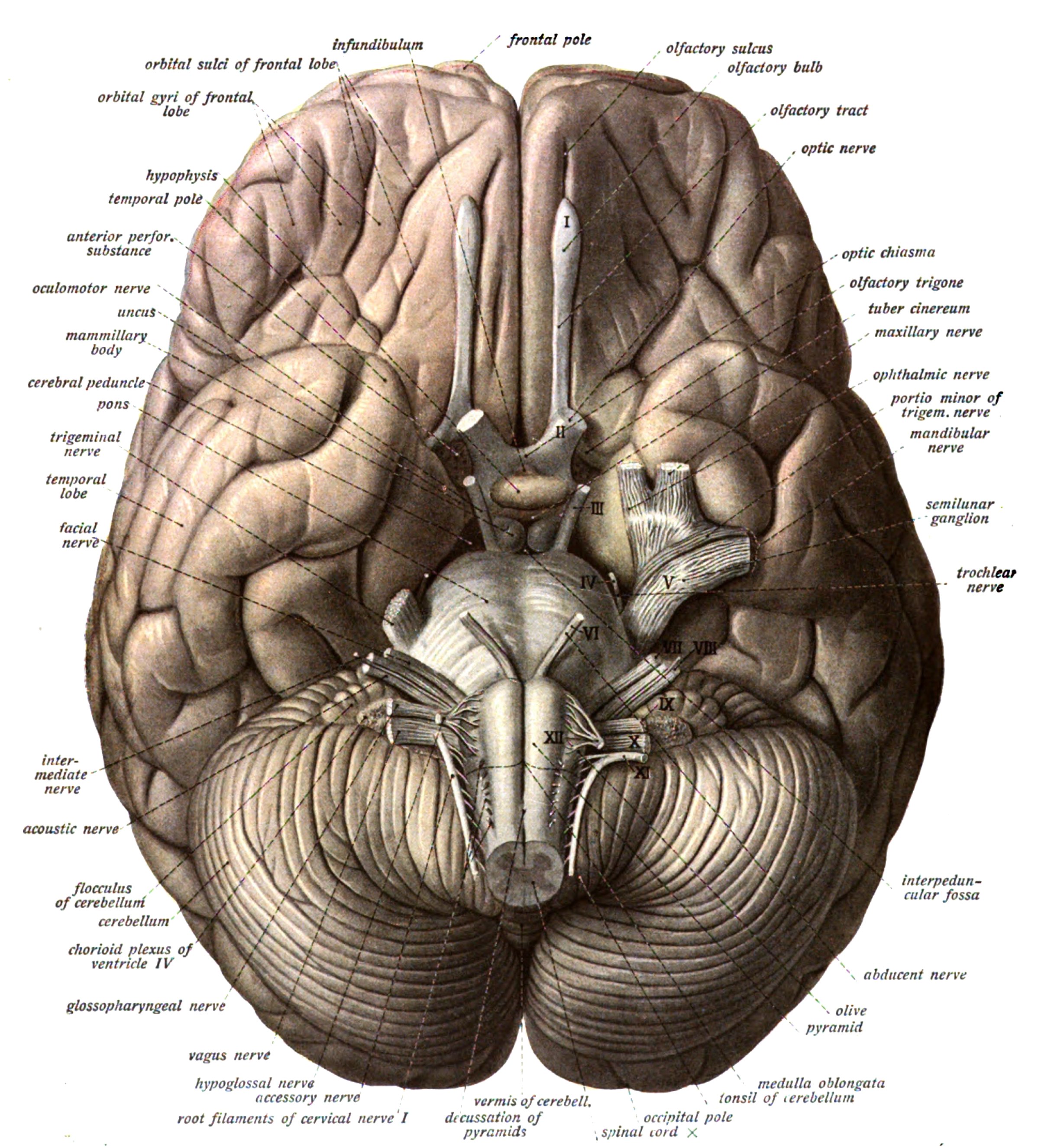 brain, Anatomy, Medical, Head, Skull, Poster Wallpaper HD / Desktop and Mobile Background