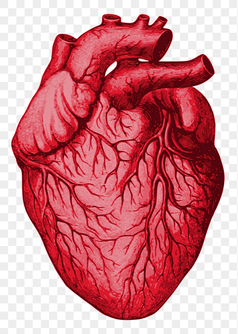Medical Heart Image Wallpaper