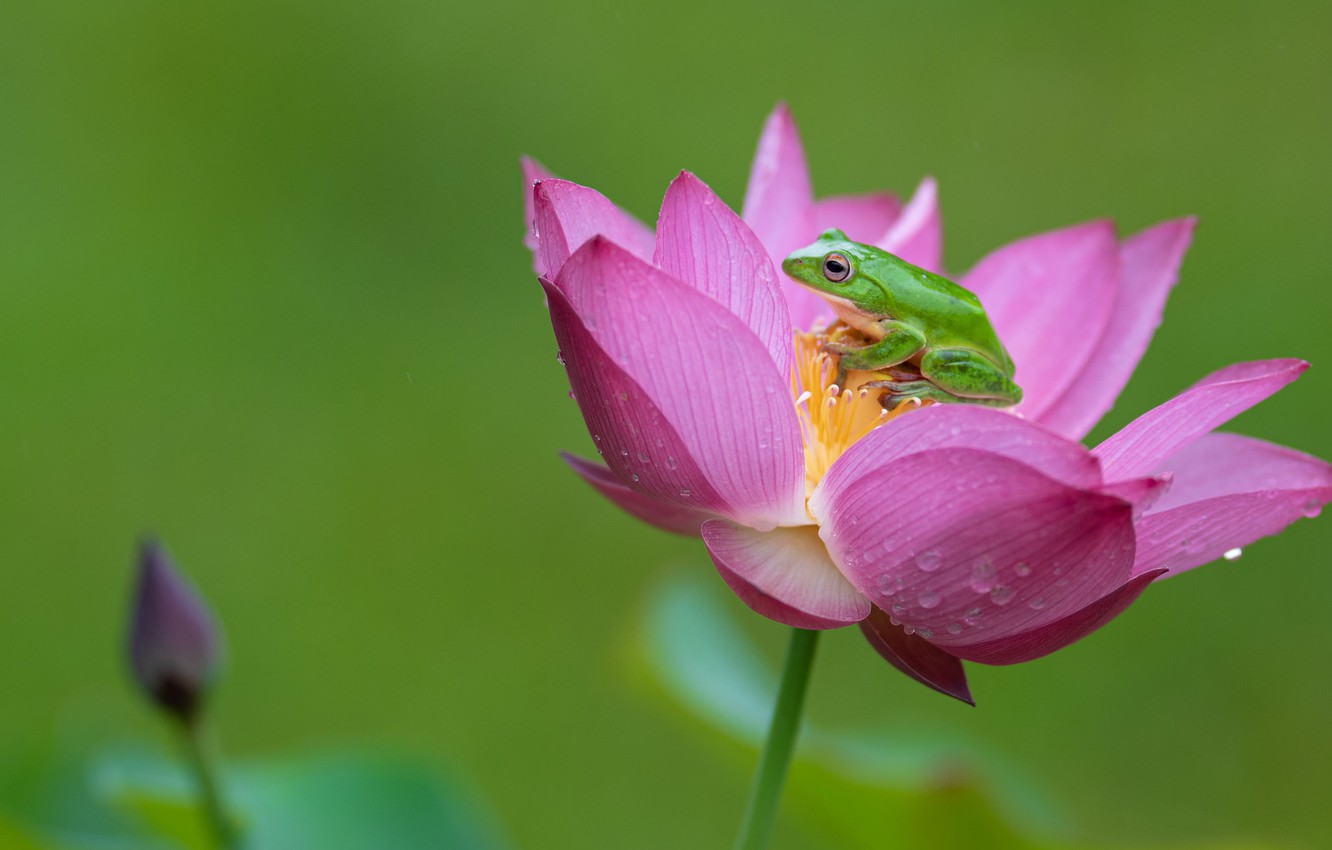 Wallpaper flower, pink, frog, Lotus, green, green background image for desktop, section животные