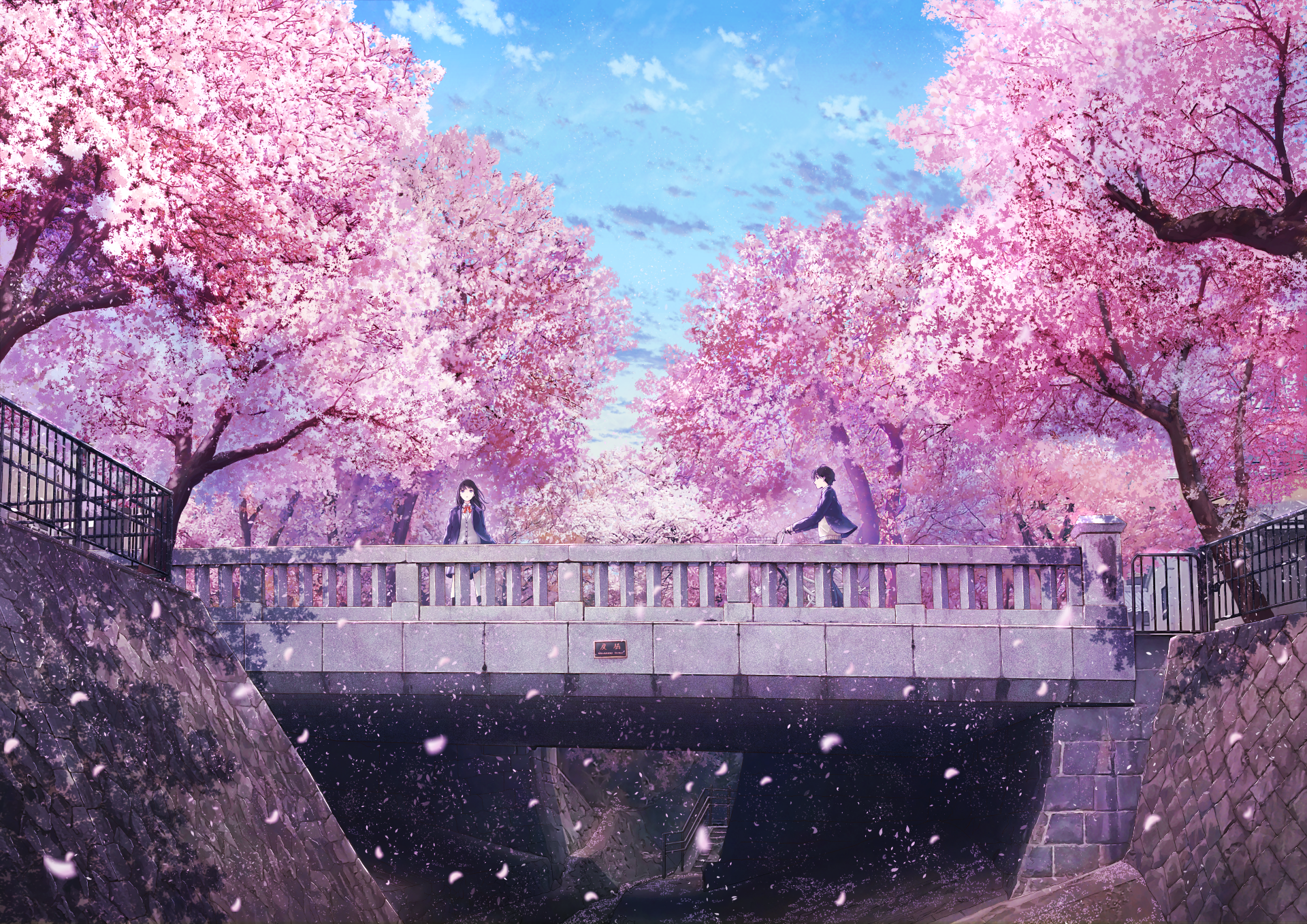 Cherry Blossom HD Wallpaper and Background
