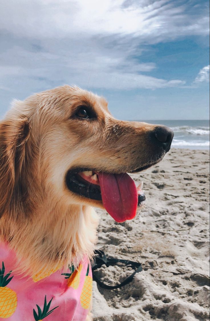 Golden Retreiver. Dog beach, Summer dog, Happy dogs