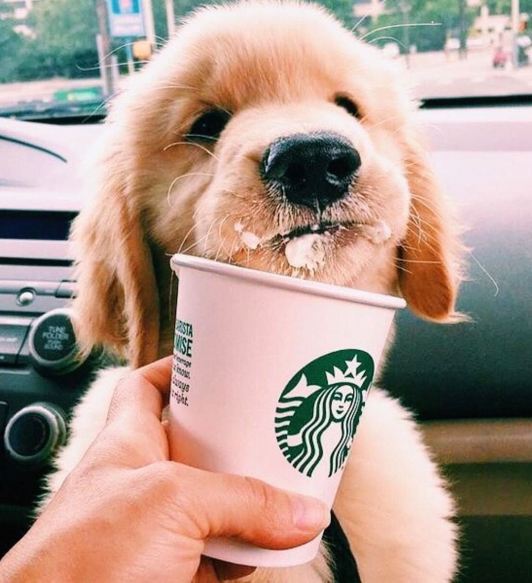 pink aesthetic, summer vibes, summer aesthetic, cute puppies, golden retriever puppy, starbucks, coffee ae. Cute puppy wallpaper, Cute funny animals, Cute animals