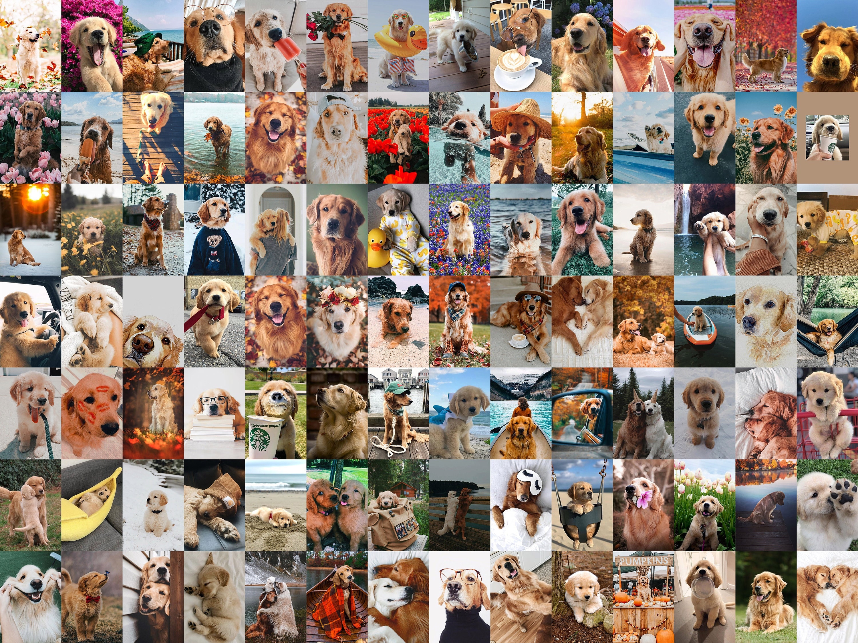 Buy 110 PCS Funny Dog Wall Collage Kit Golden Retriever Online in India