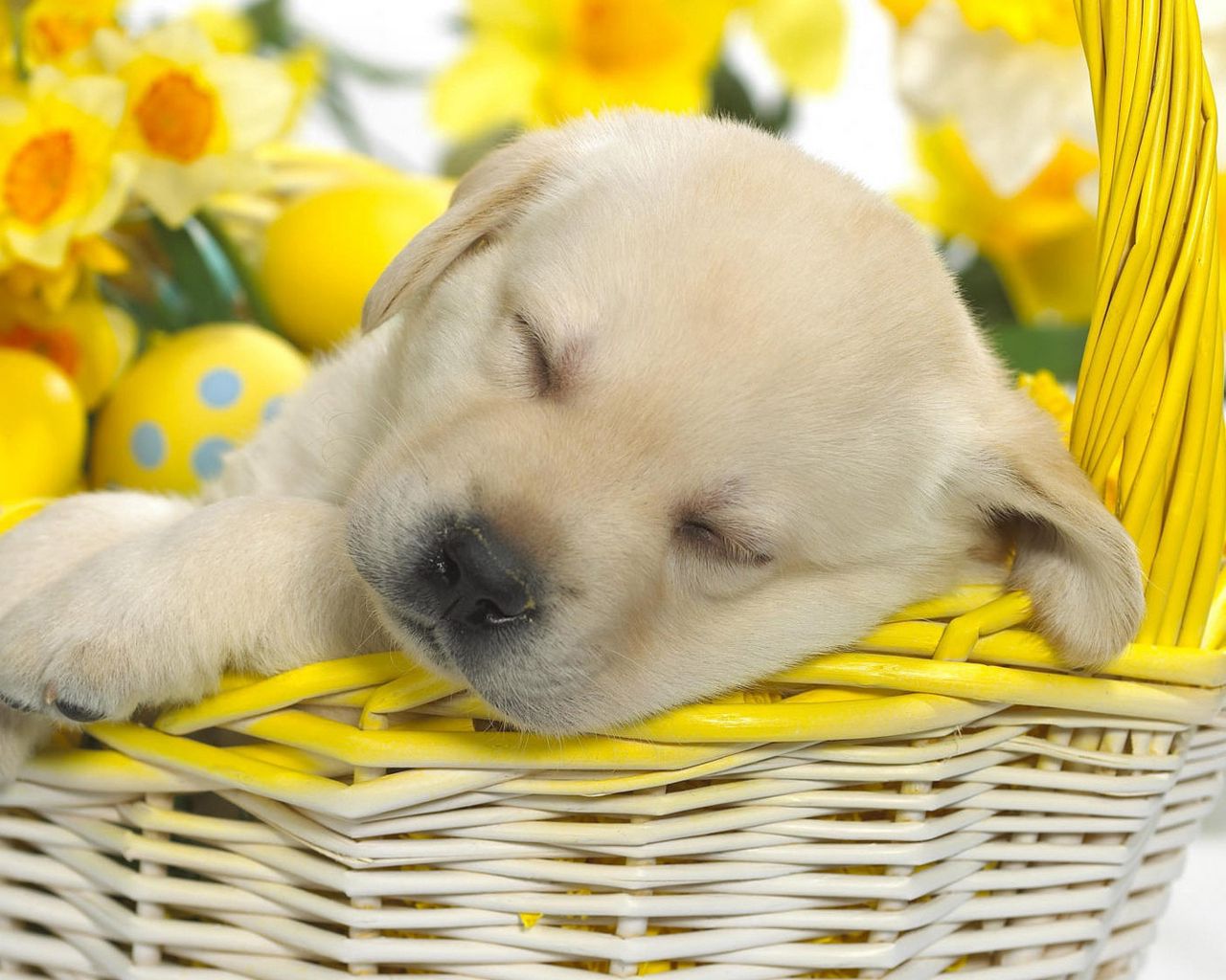 Download wallpaper 1280x1024 puppy, labrador, sleeping, shopping, eggs, flowers, easter standard 5:4 HD background