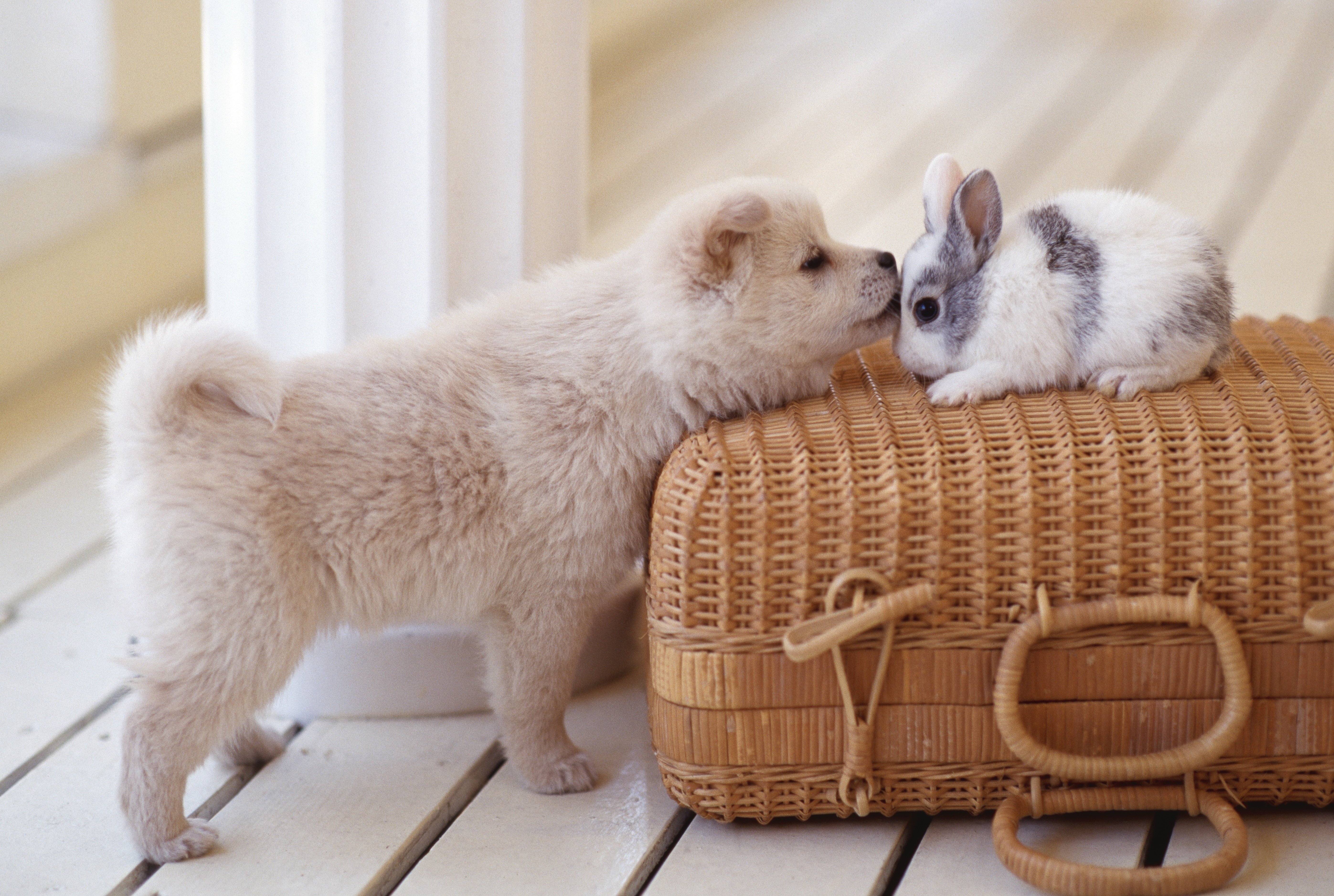 Easter Dog & Puppy Picture To Make You Smile