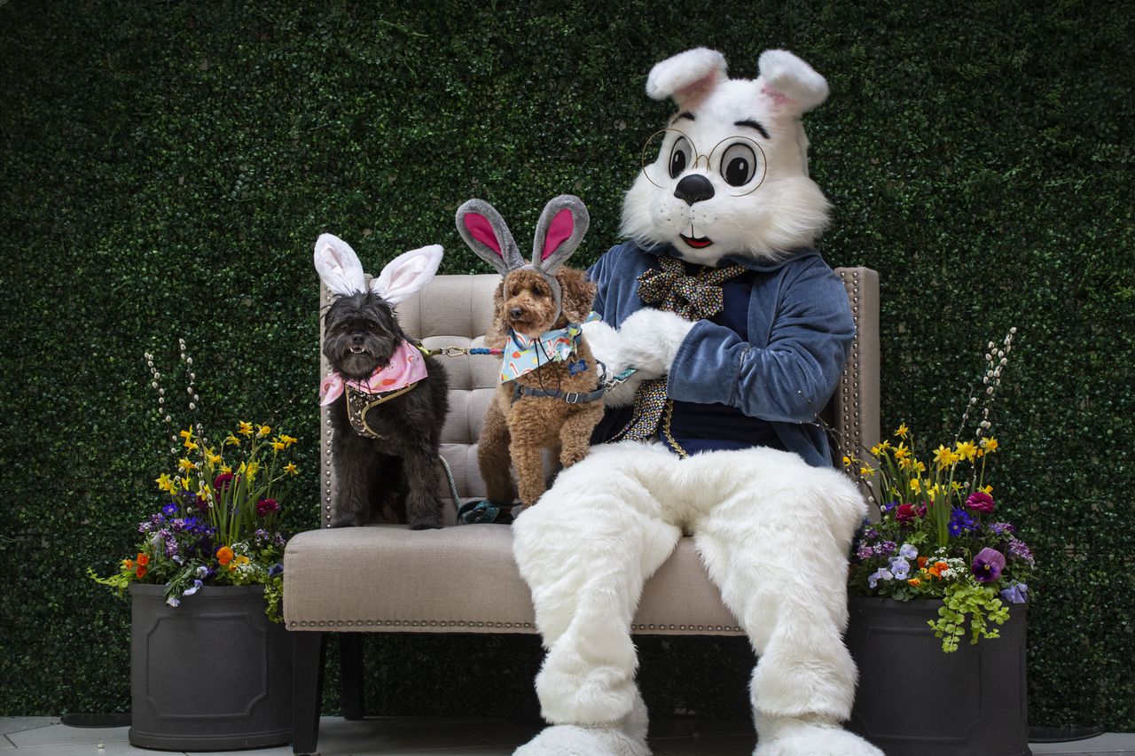 Pups get their own photo opp with the Easter Bunny at N.J. mall