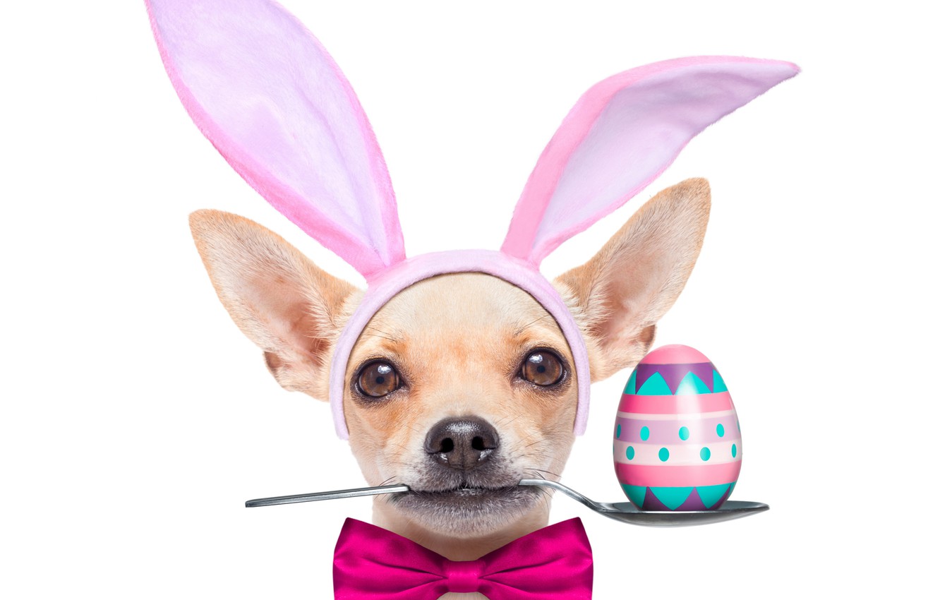 Wallpaper egg, dog, Easter, spoon, ears, holidays, bow, Chihuahua, dogs, Easter, bow image for desktop, section праздники