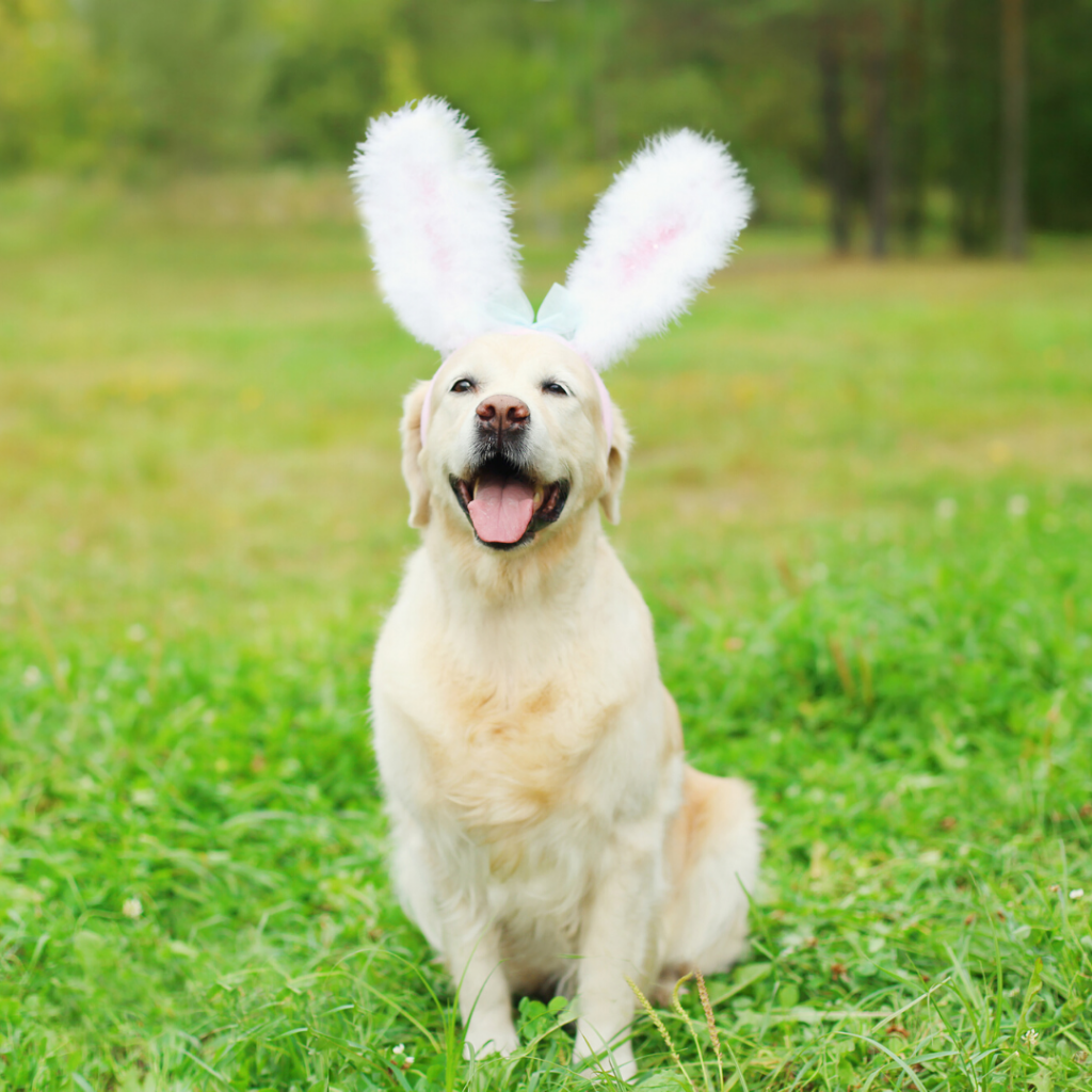 Easter Safety Tips for Your Pet
