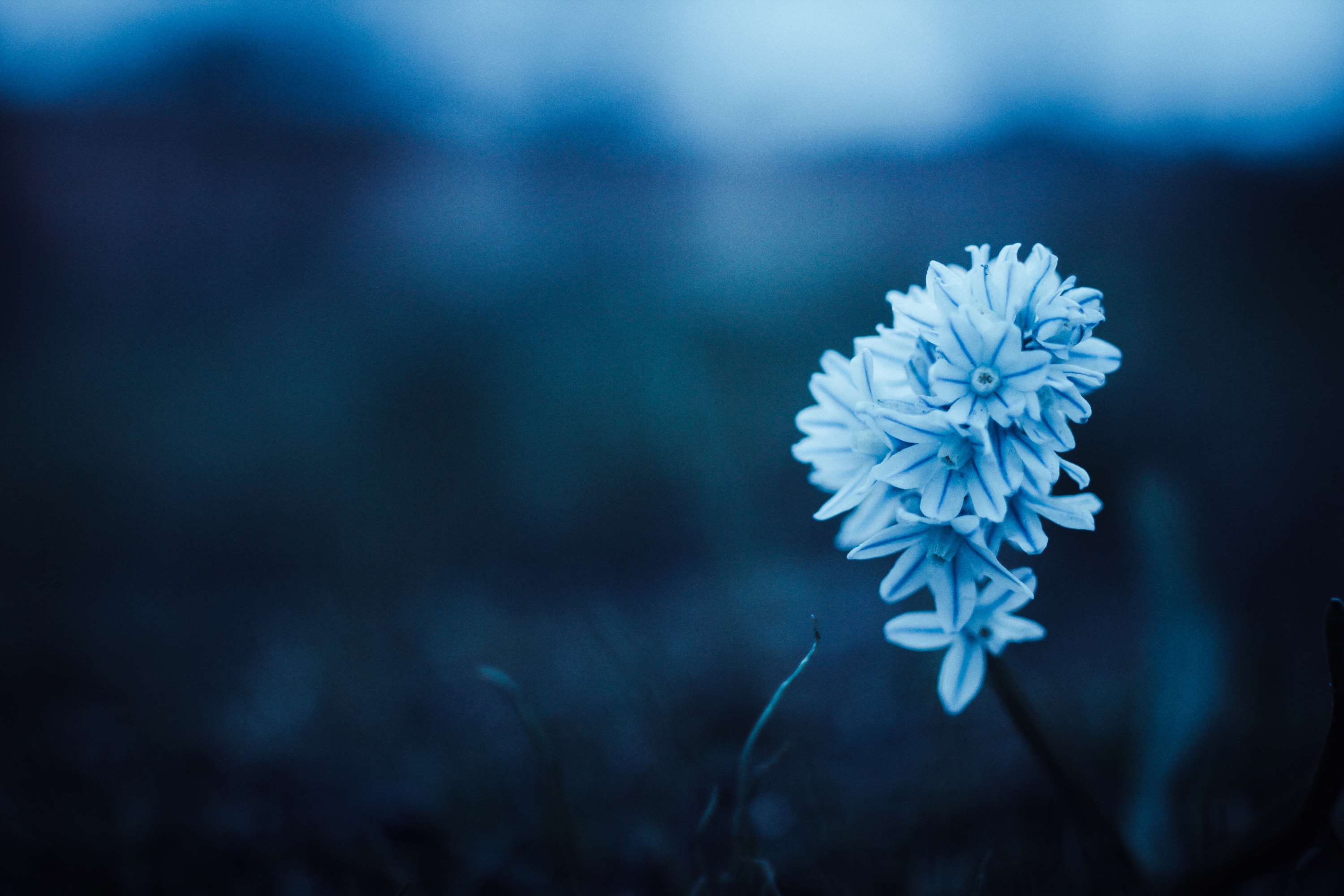 beautiful, blue, flora, flower, monochrome, peaceful Gallery HD Wallpaper