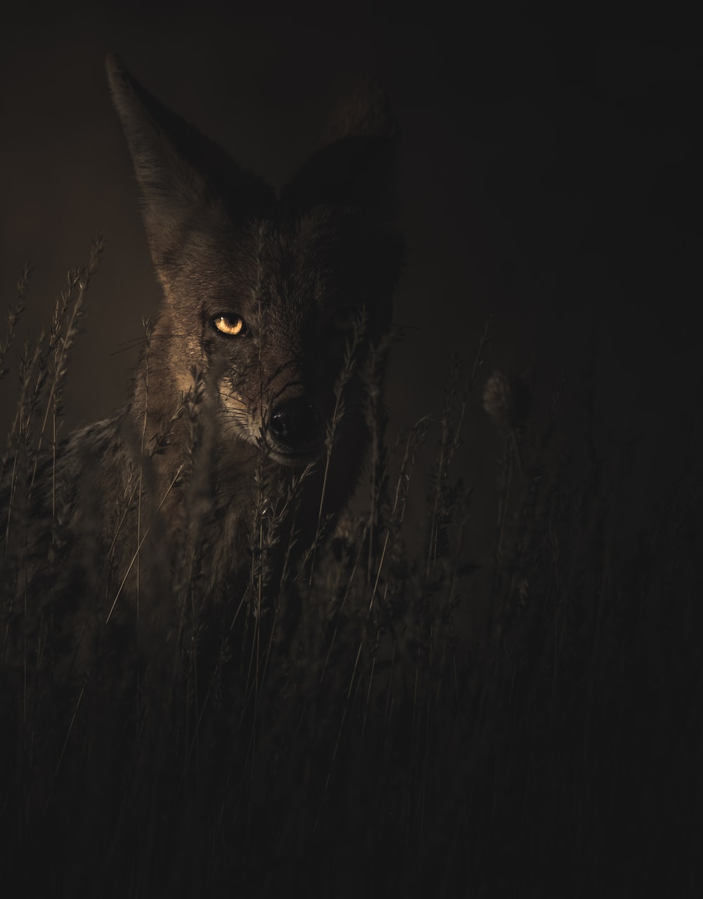 Black Fox Picture. Download Free Image
