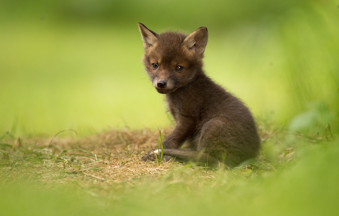 Black Fox Cub Wallpapers - Wallpaper Cave