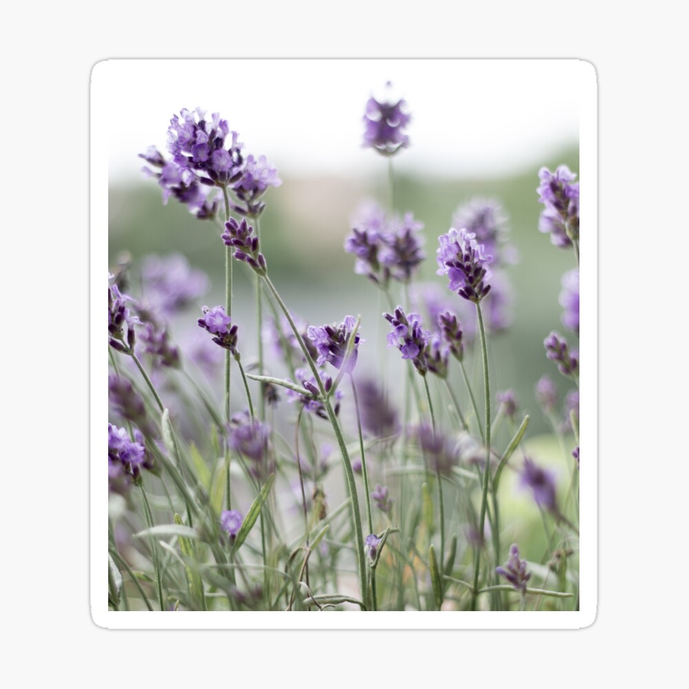 Sunny Summer purple Lavender field of flowers Aesthetic Wallpaper Poster