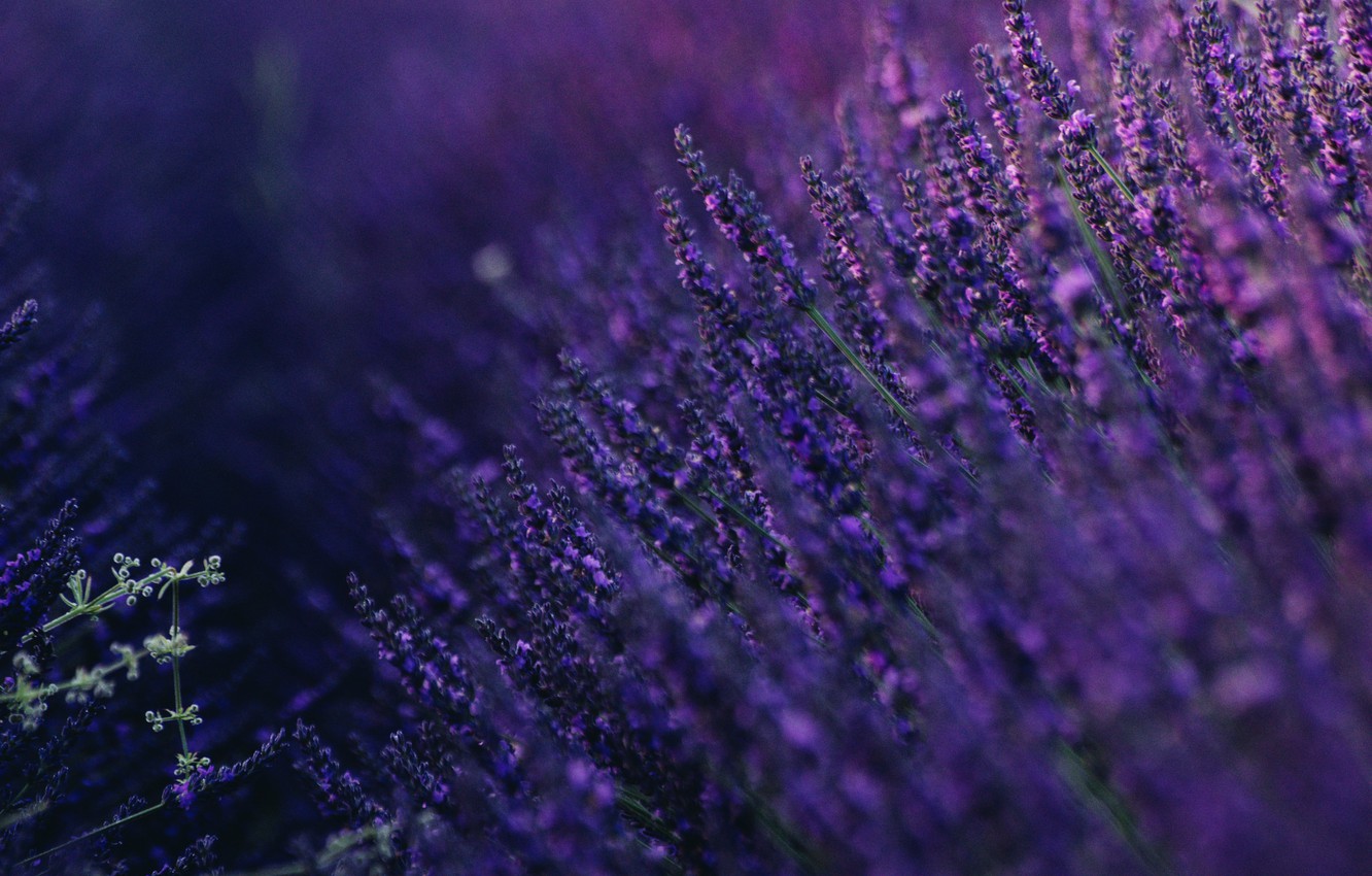 Wallpaper purple, summer, lavender image for desktop, section цветы