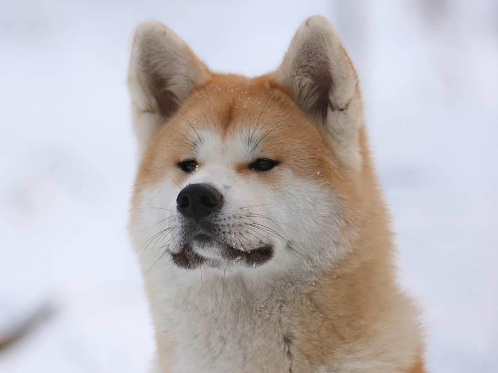 Akita Inu Wallpapers - Wallpaper Cave