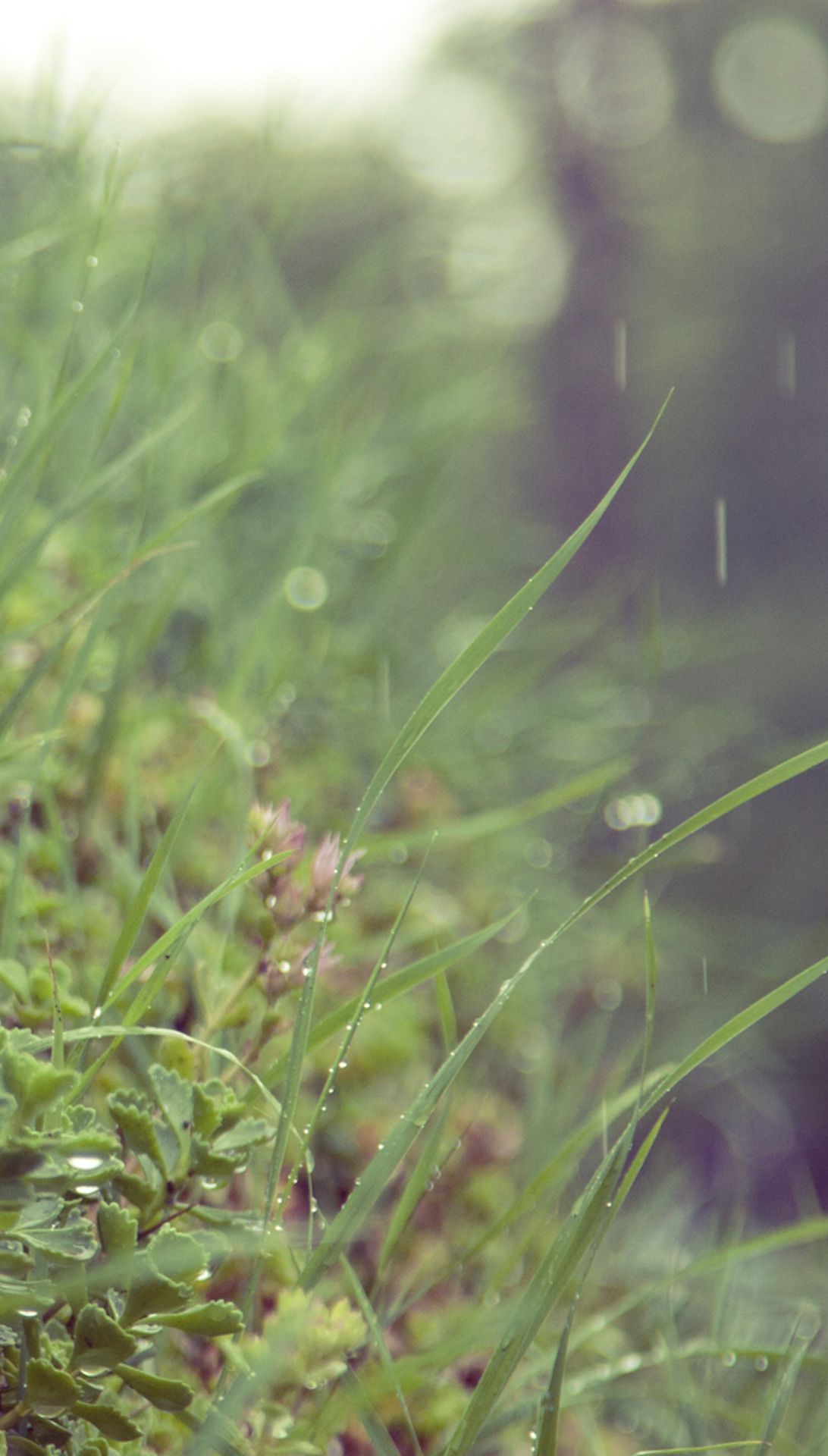 Summer Rain / Find more Nature themed wallpaper for your #iPhone + #Android