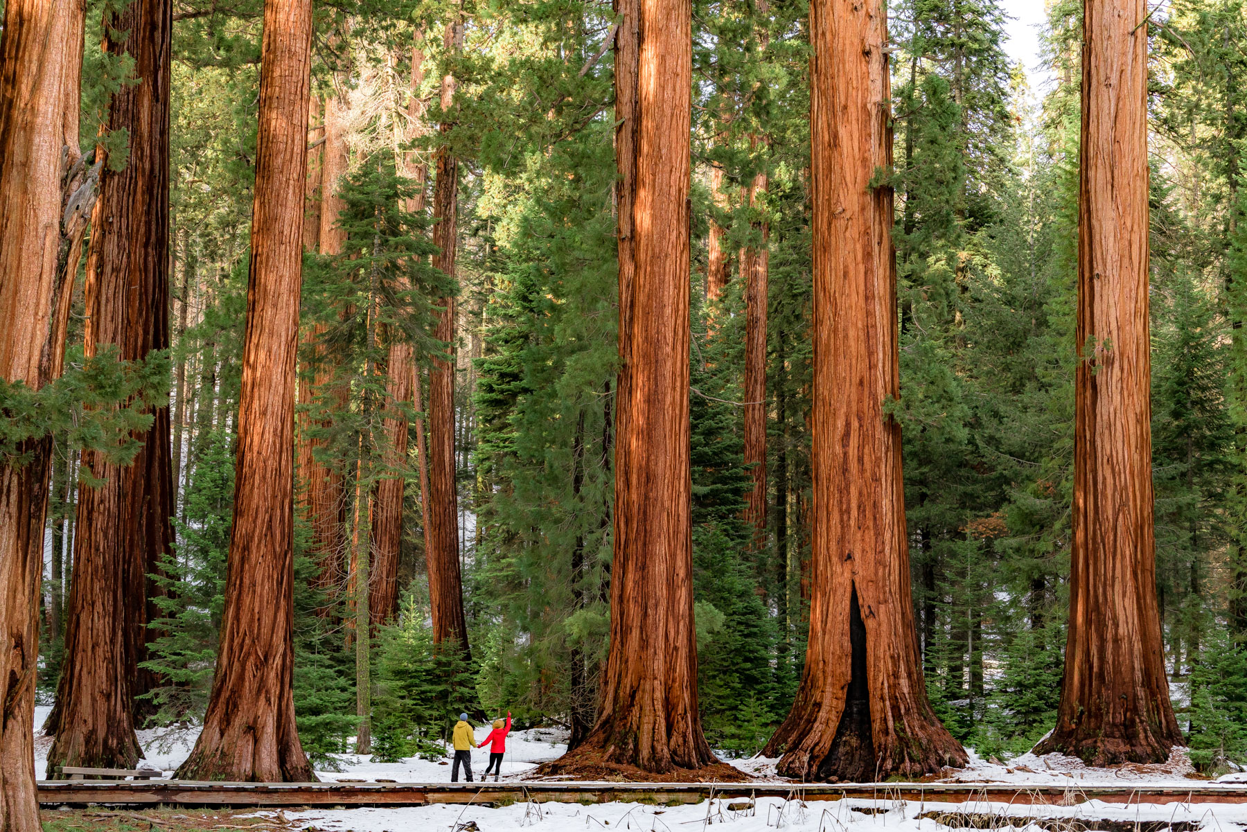 EPIC Things to Do at Sequoia National Park (Photos + Tips)
