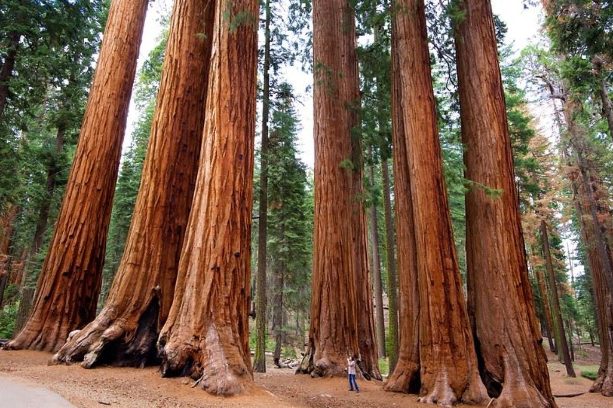 Top Places To Visit In the Sequoia National Forest