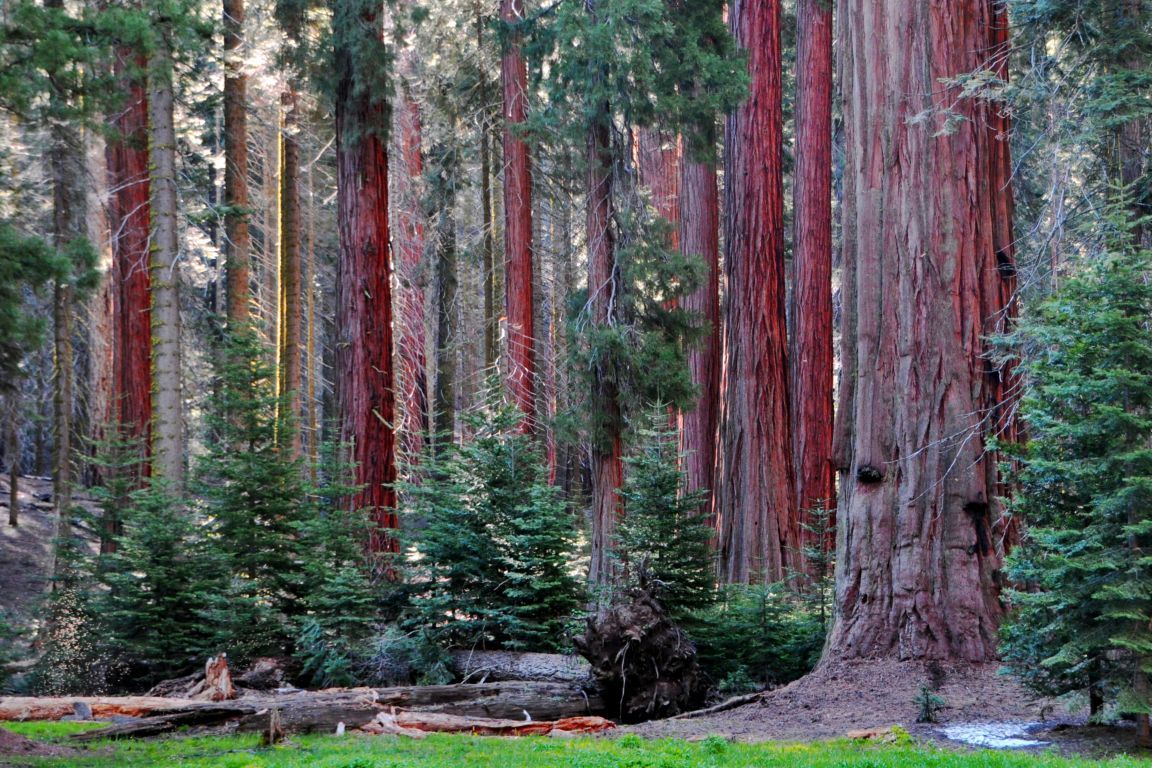 Sequoia Background