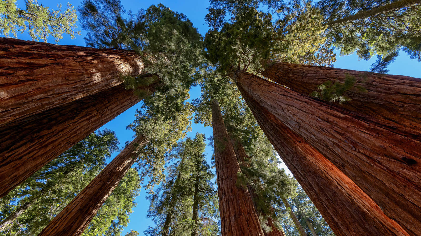 Sequoia National Park · National Parks Conservation Association