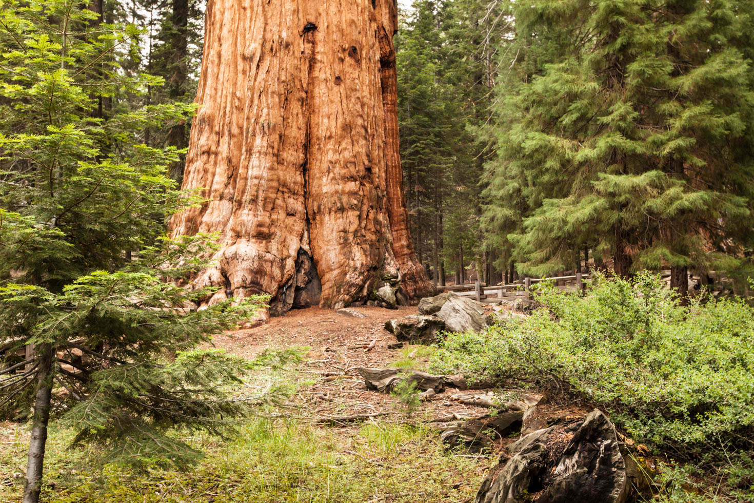 Discover the World's Largest Tree at Sequoia National Park, CA