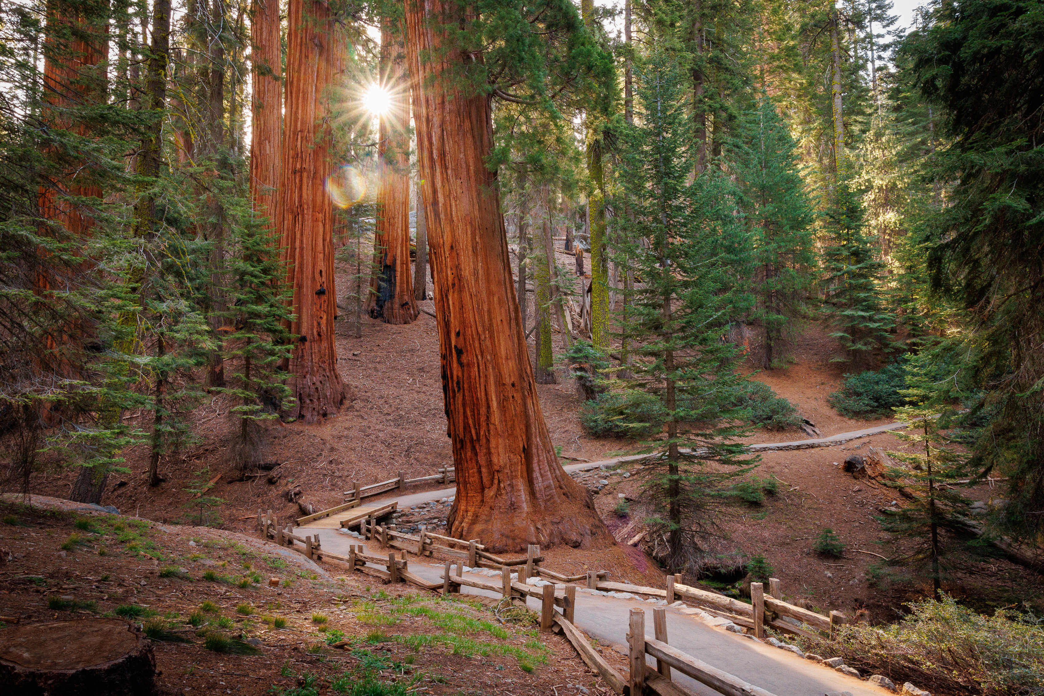 National Parks in 3 Days: Yosemite, Sequoia & Kings Canyon